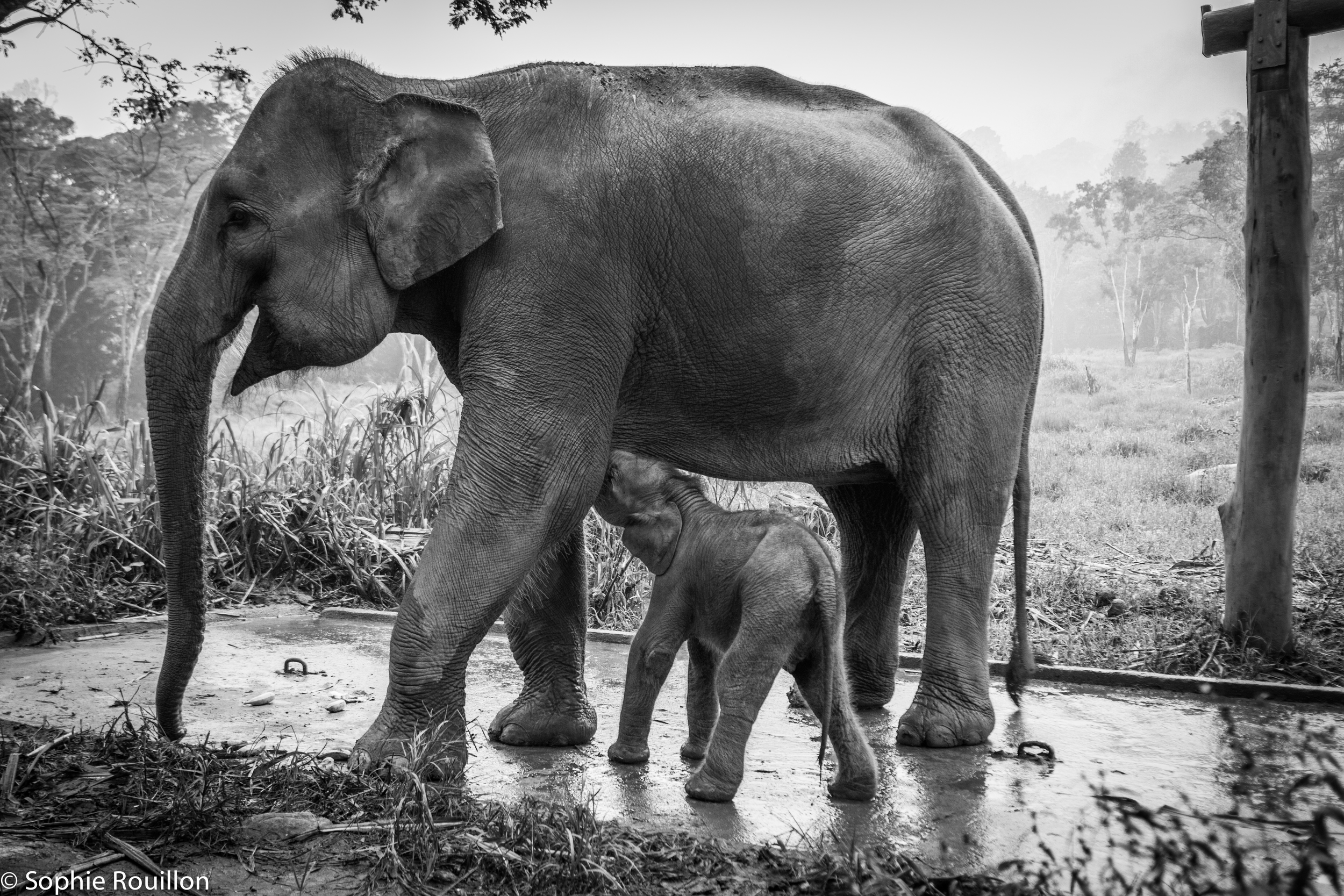 Chiang Mai - Thailand 2013