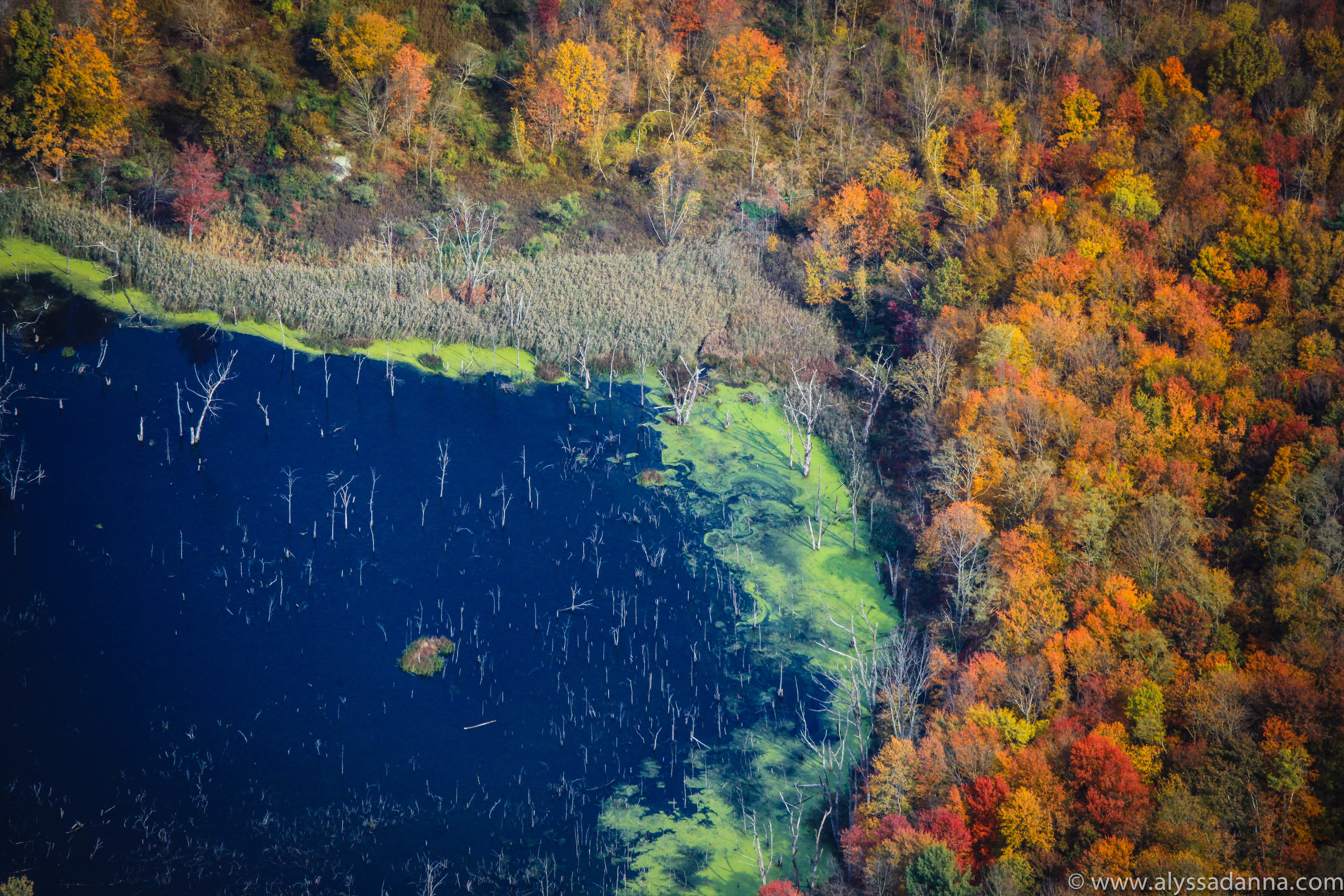 foliage-green.jpg