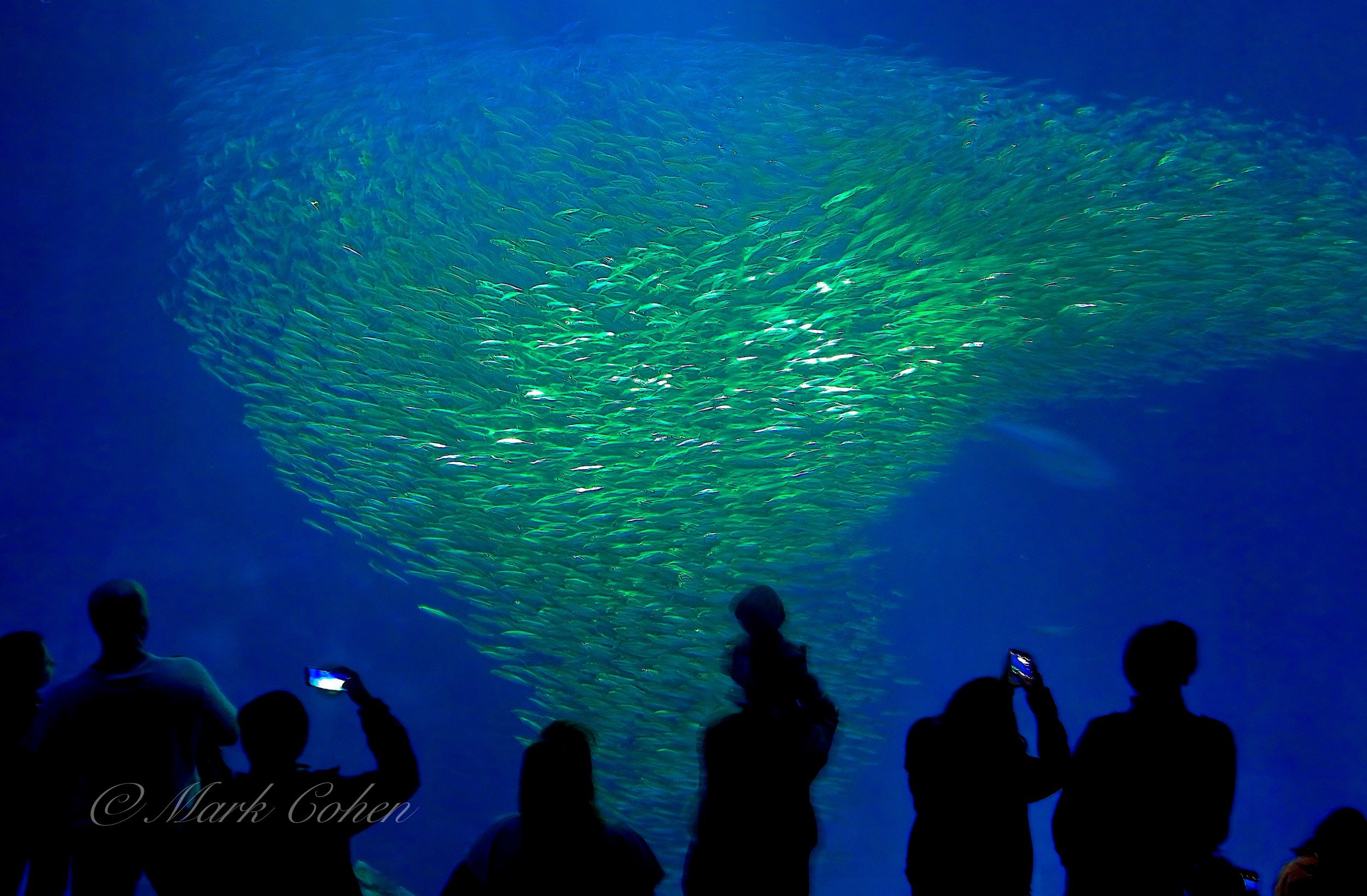 Observing the fish  2010.jpg