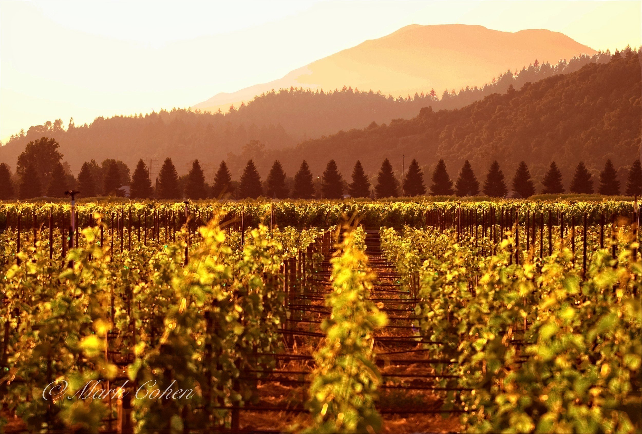 Winery, Napa Valley 3.jpg