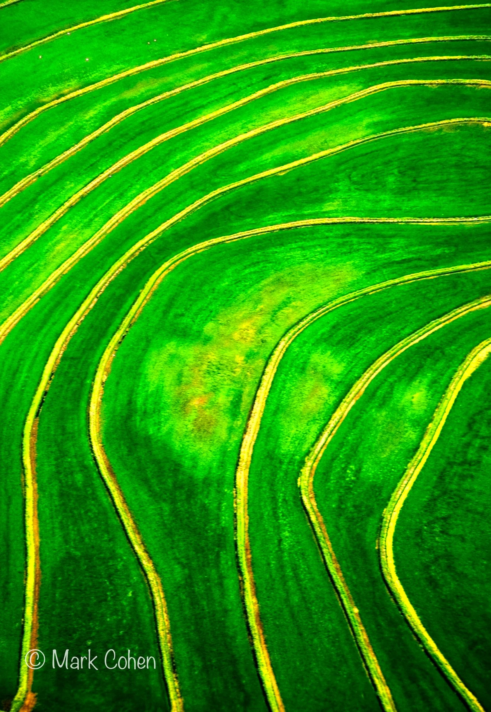 Field, southern Sacramento Valley