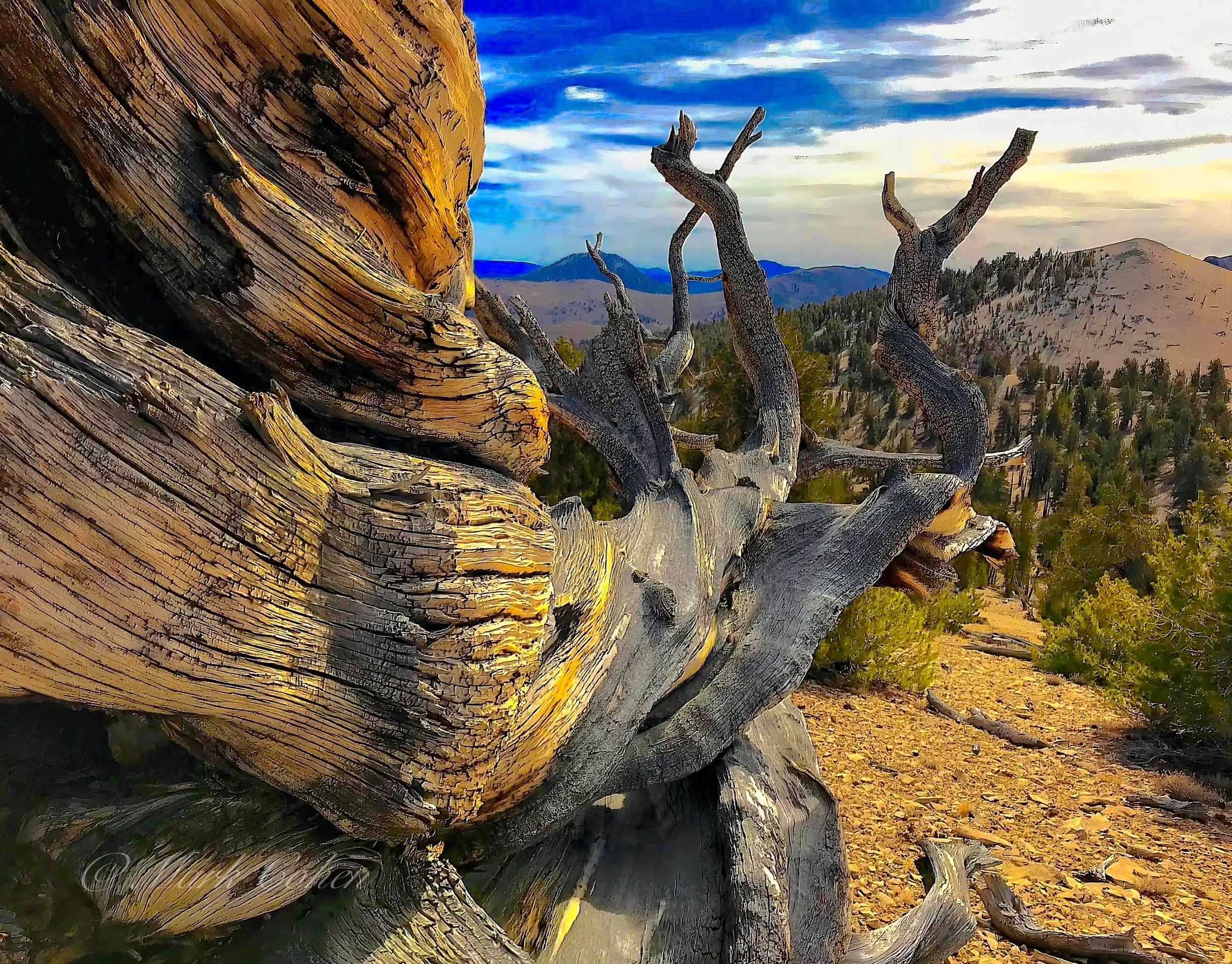 Bristlecone Pine snag, White Mountains   2018.jpg