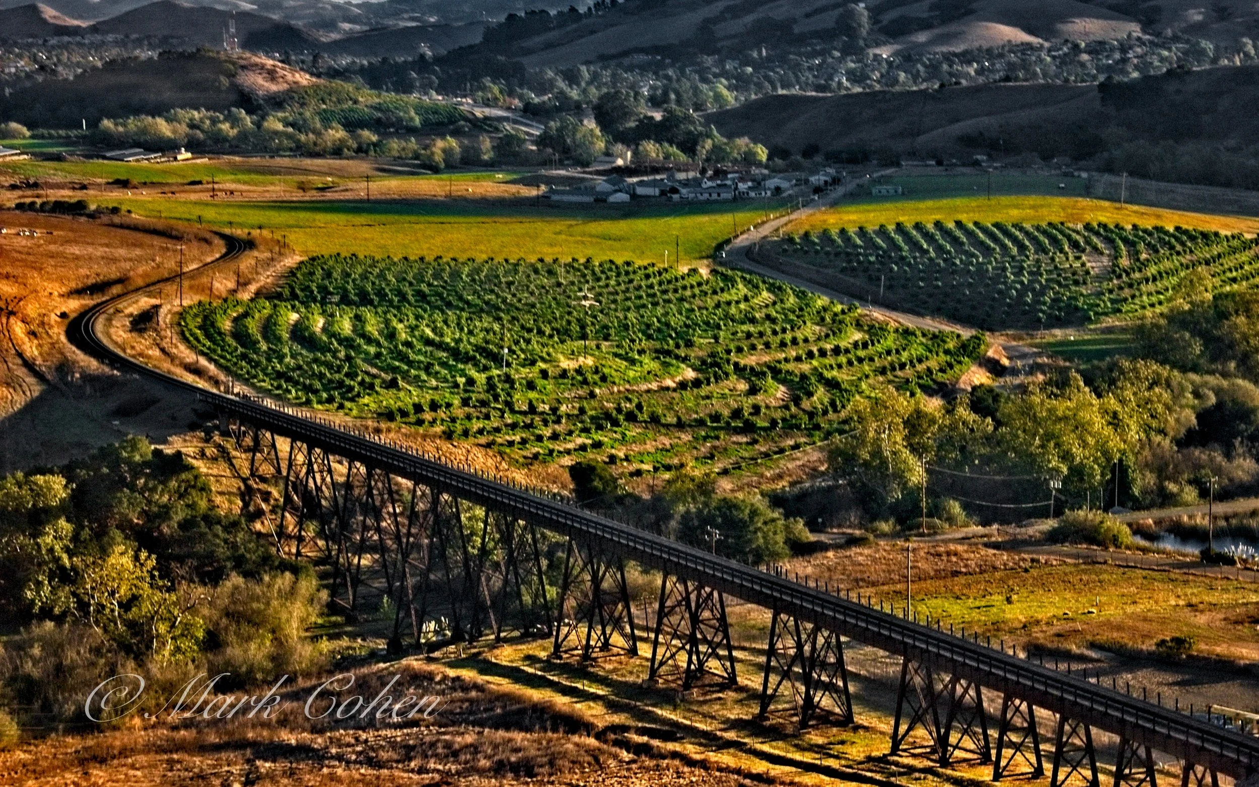 Central Coast vineyard.jpg
