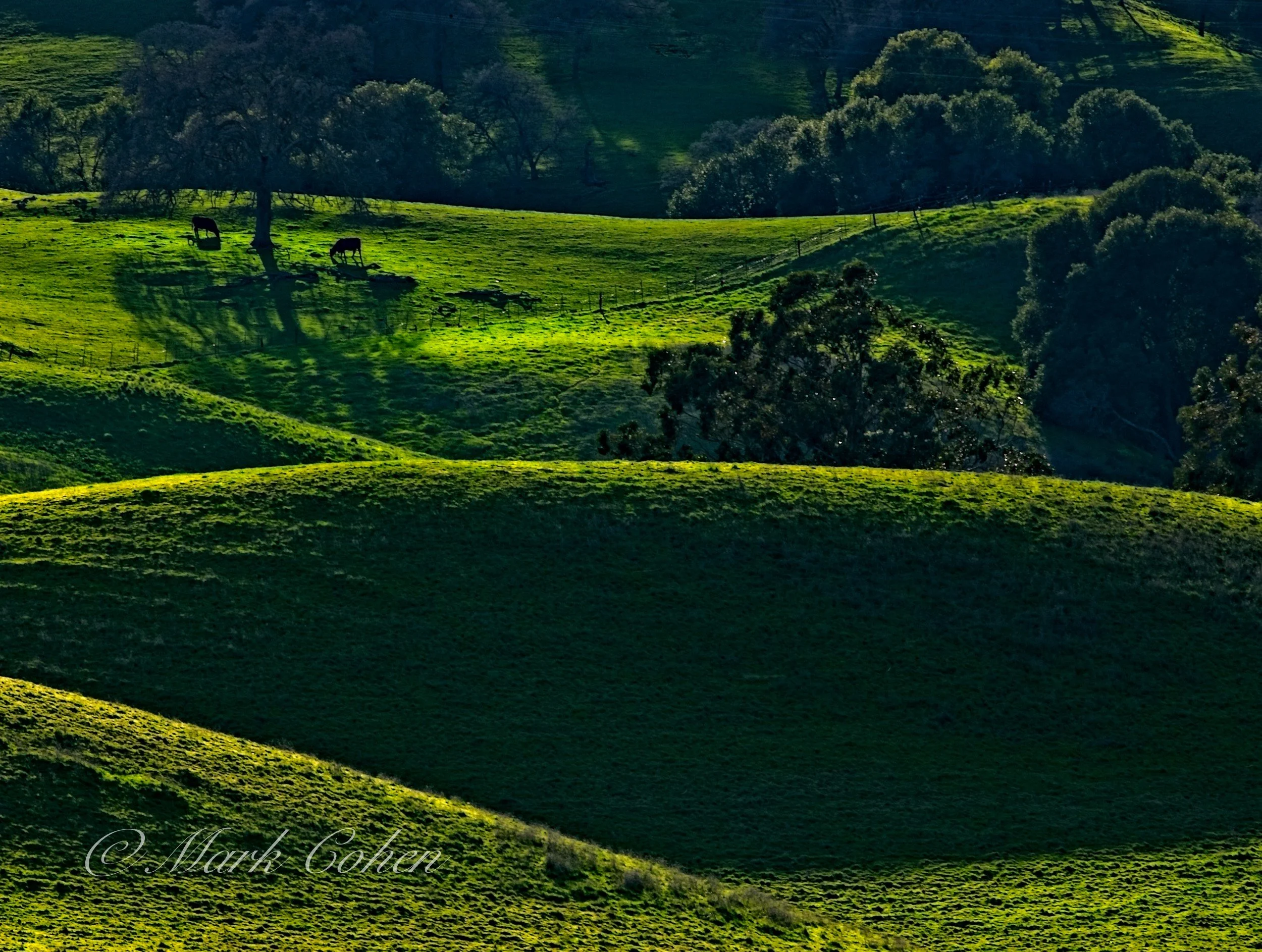 Pasture, California central valley.jpg