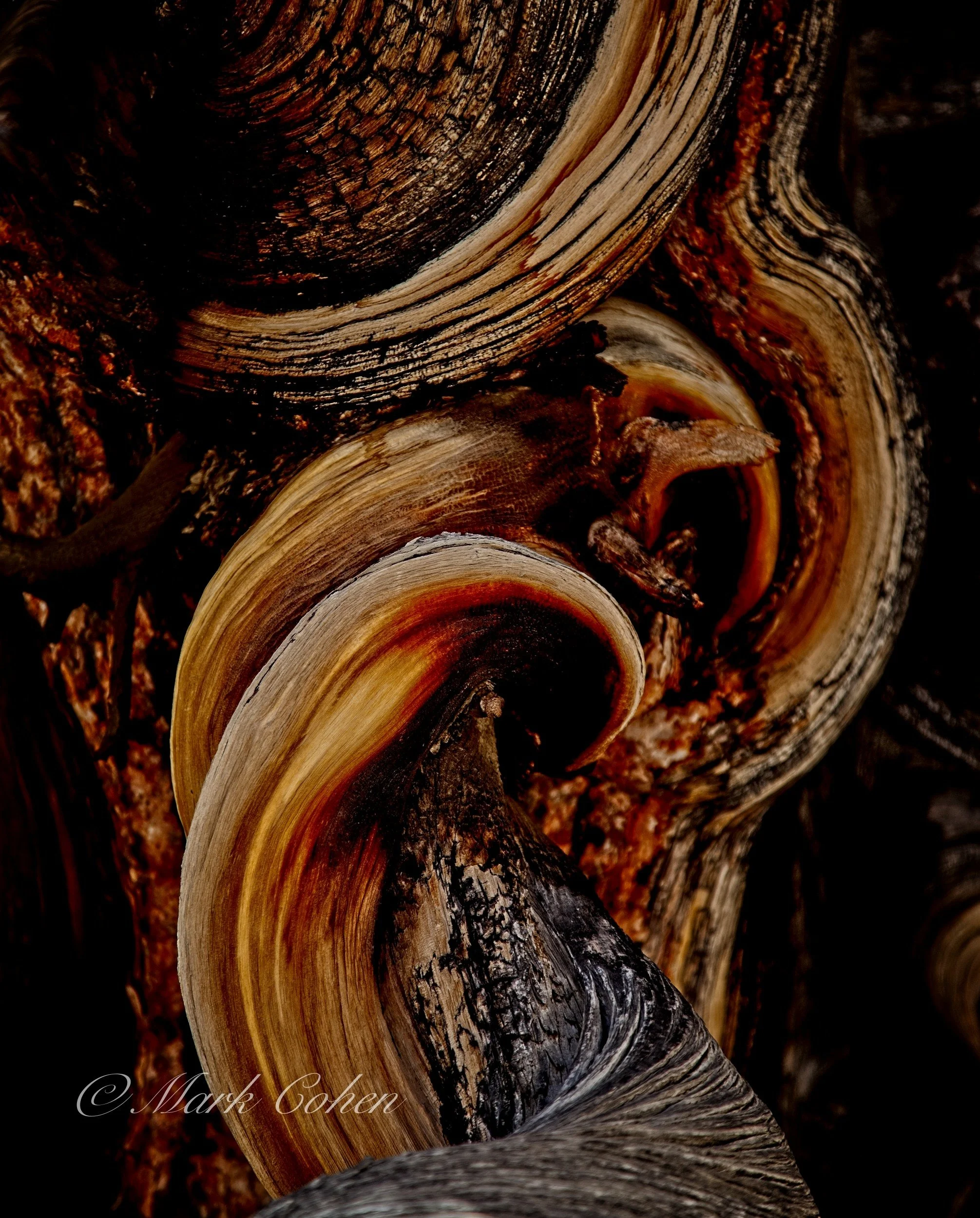 Bristlecone knot.jpg