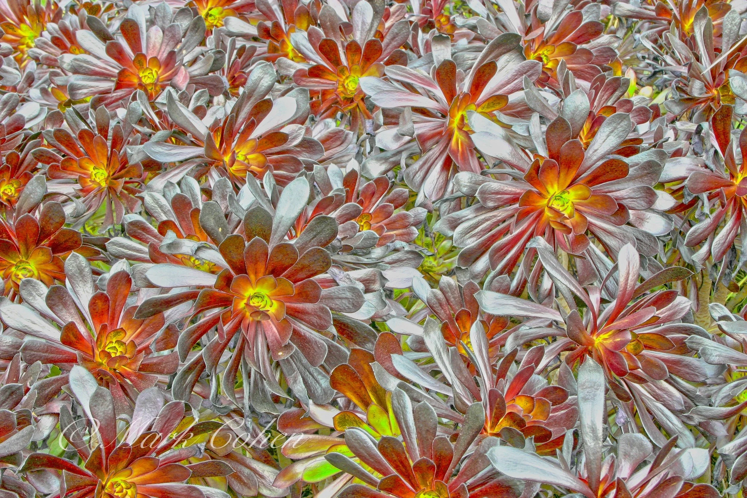 Flortal in Orange.jpg