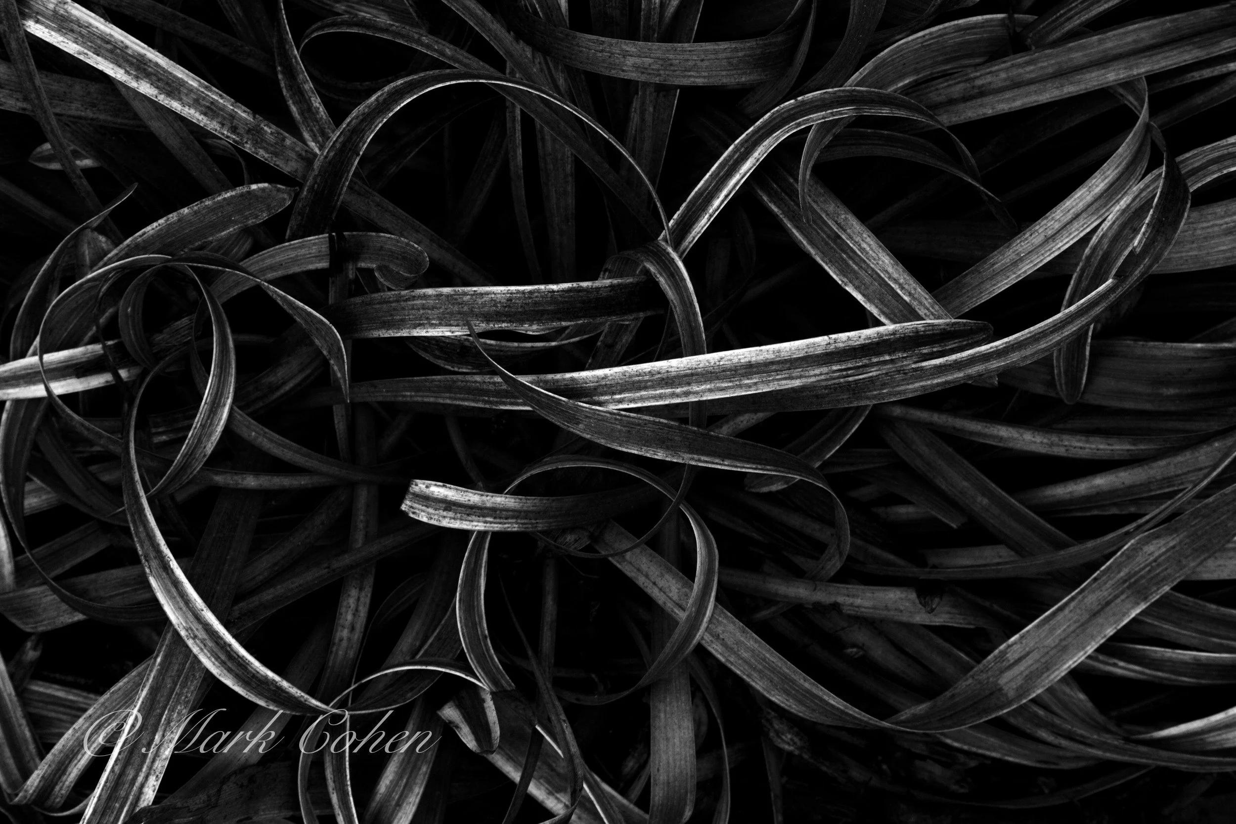 Liriope, Sacramento.jpg