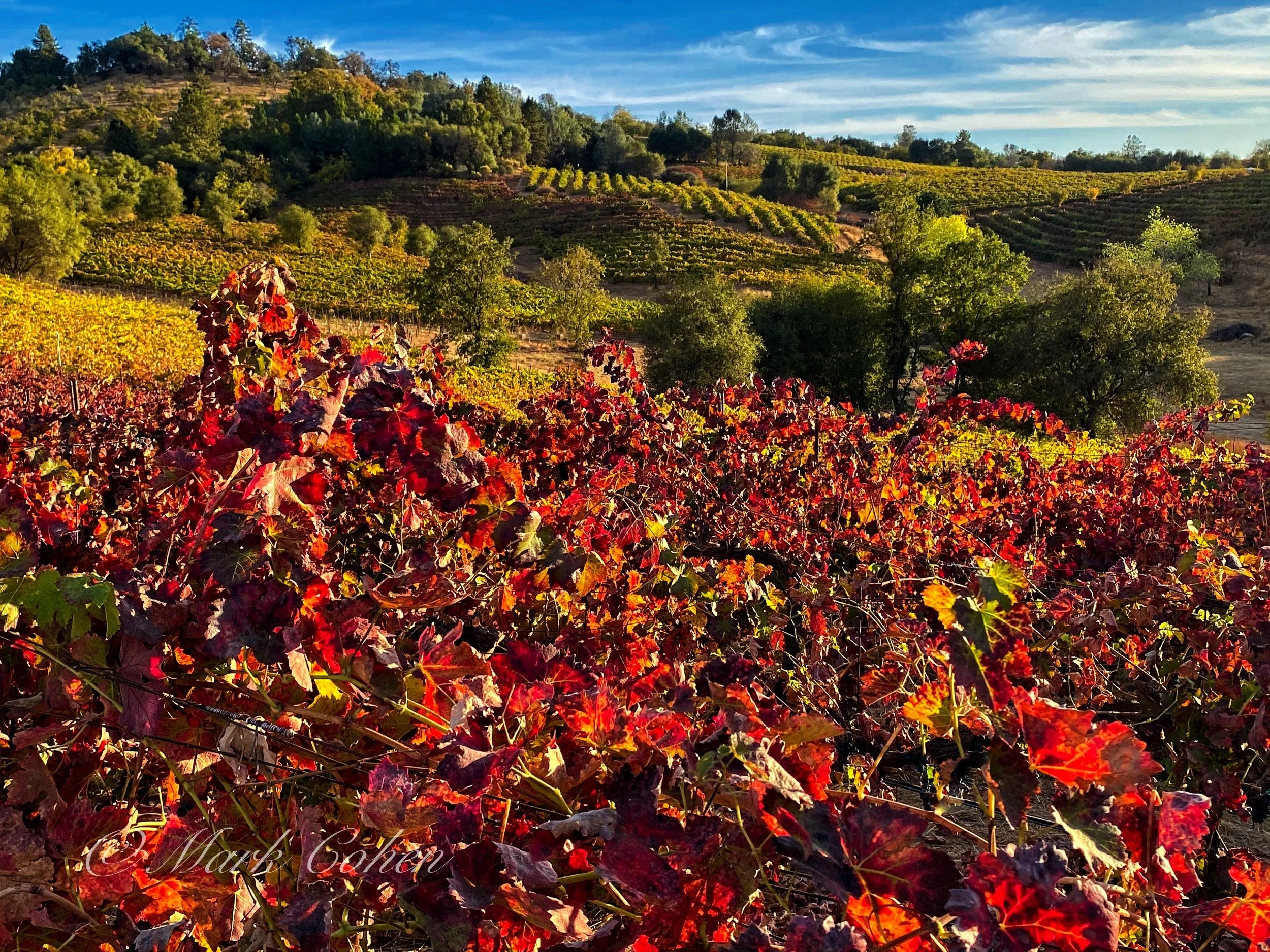 Shenandoah Valley vineyard no.2.jpg