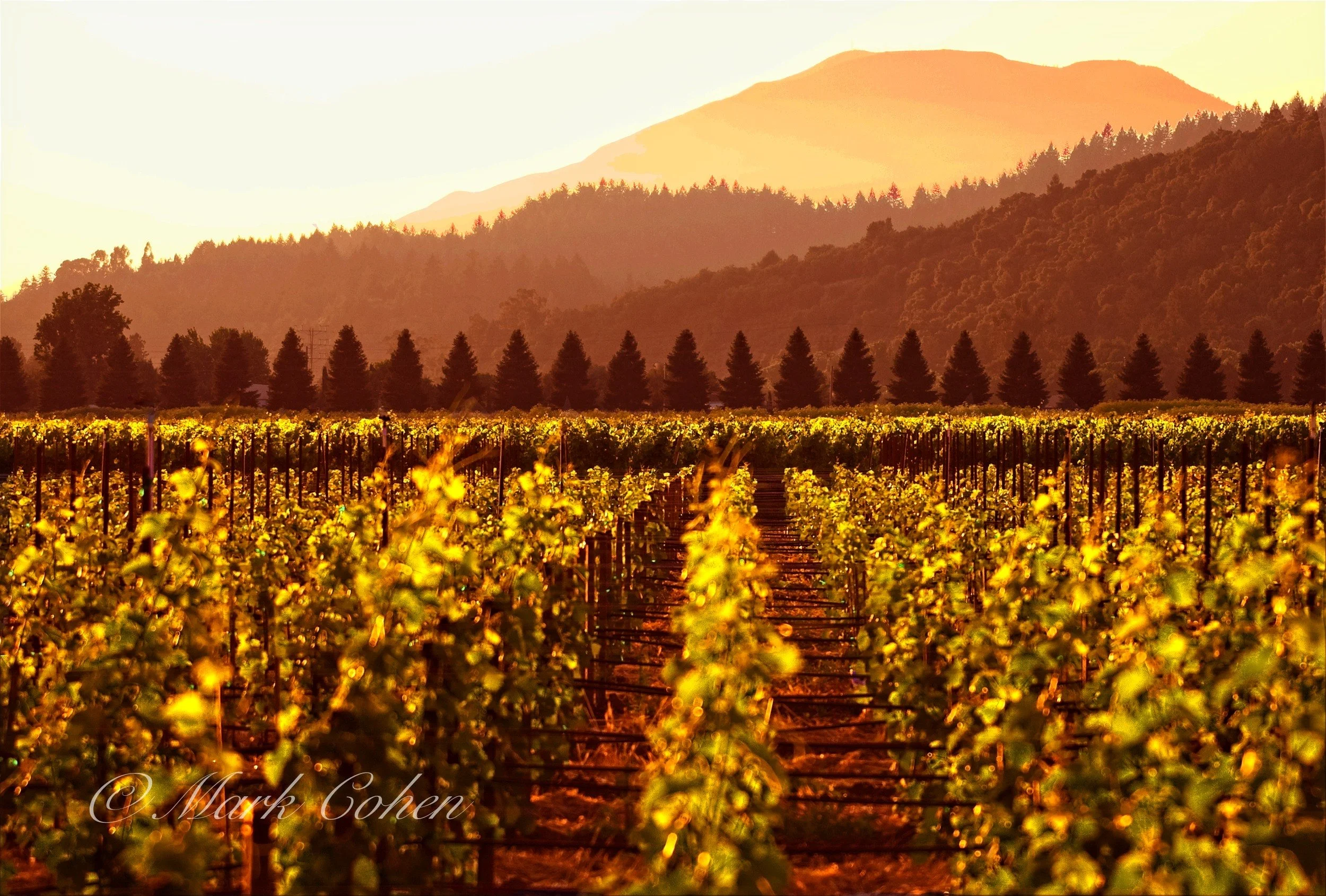 Sundown, Napa Valley vineyard  .jpg
