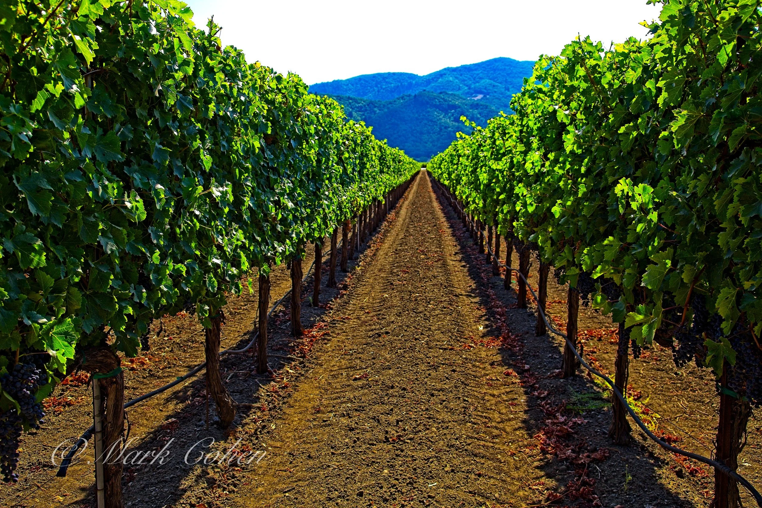 Vineyard, Napa Valley no.9.jpg