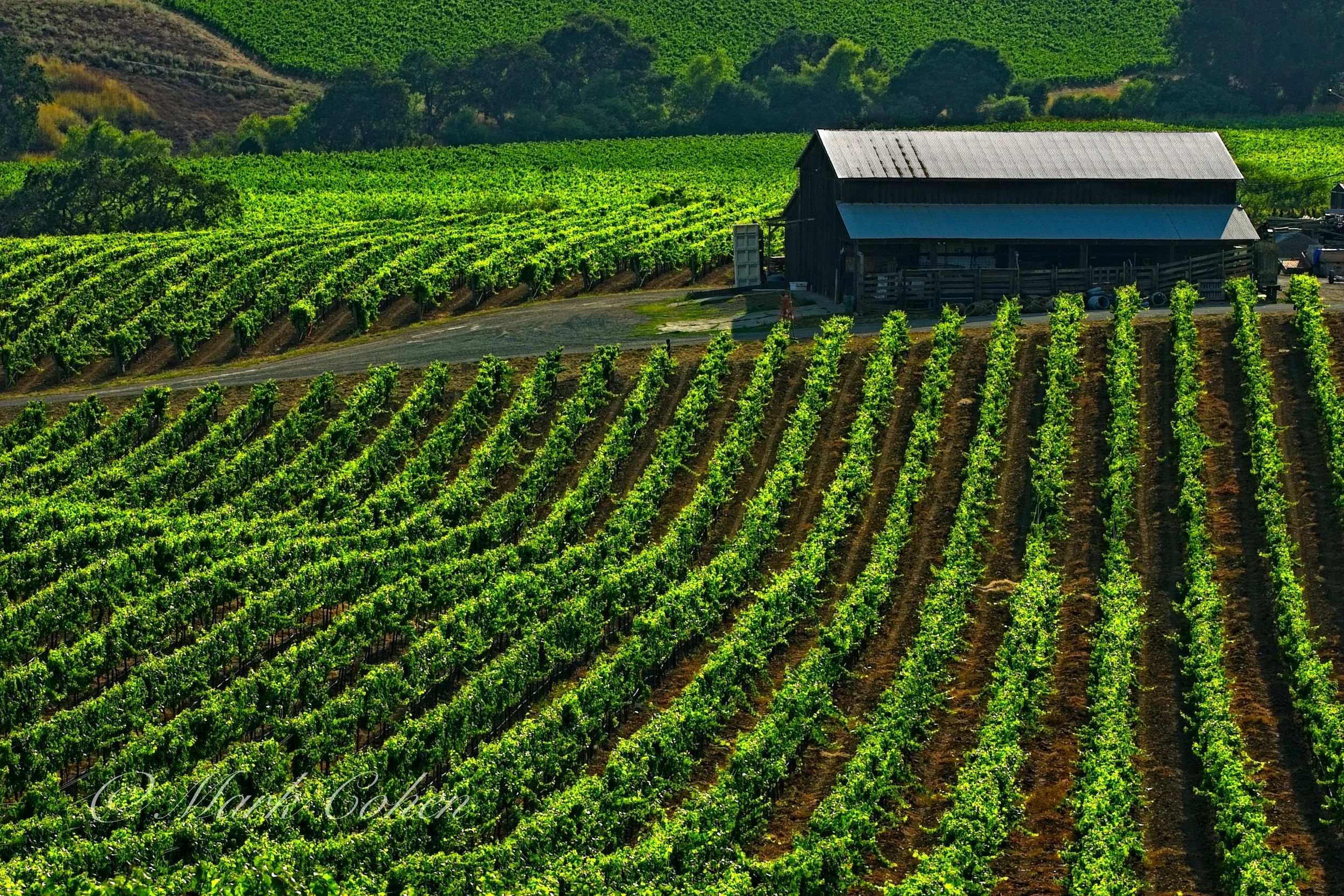 Late sun, Los Carneros vineyard no.5.jpg