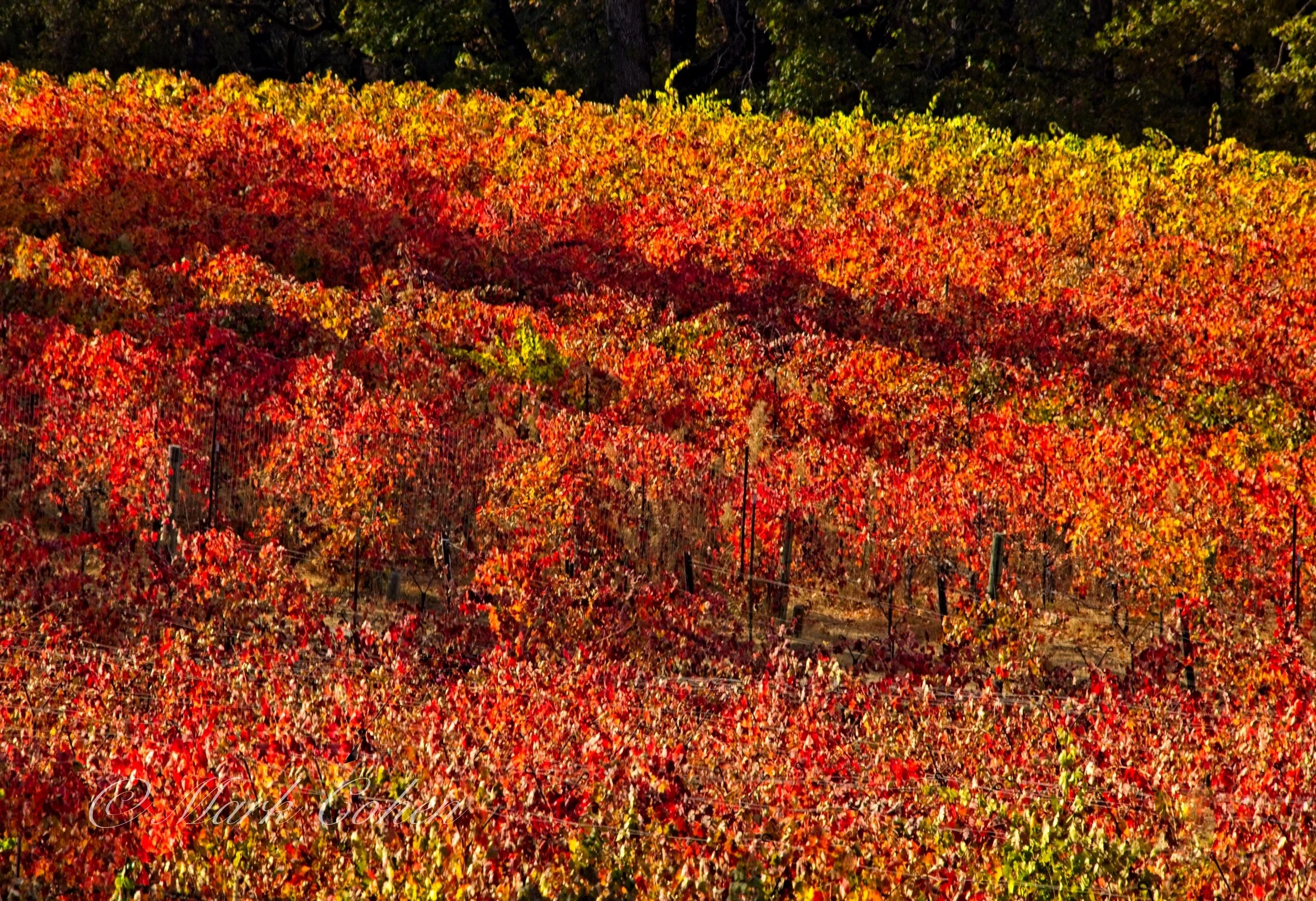 Vineyard, Amador no.8.jpg