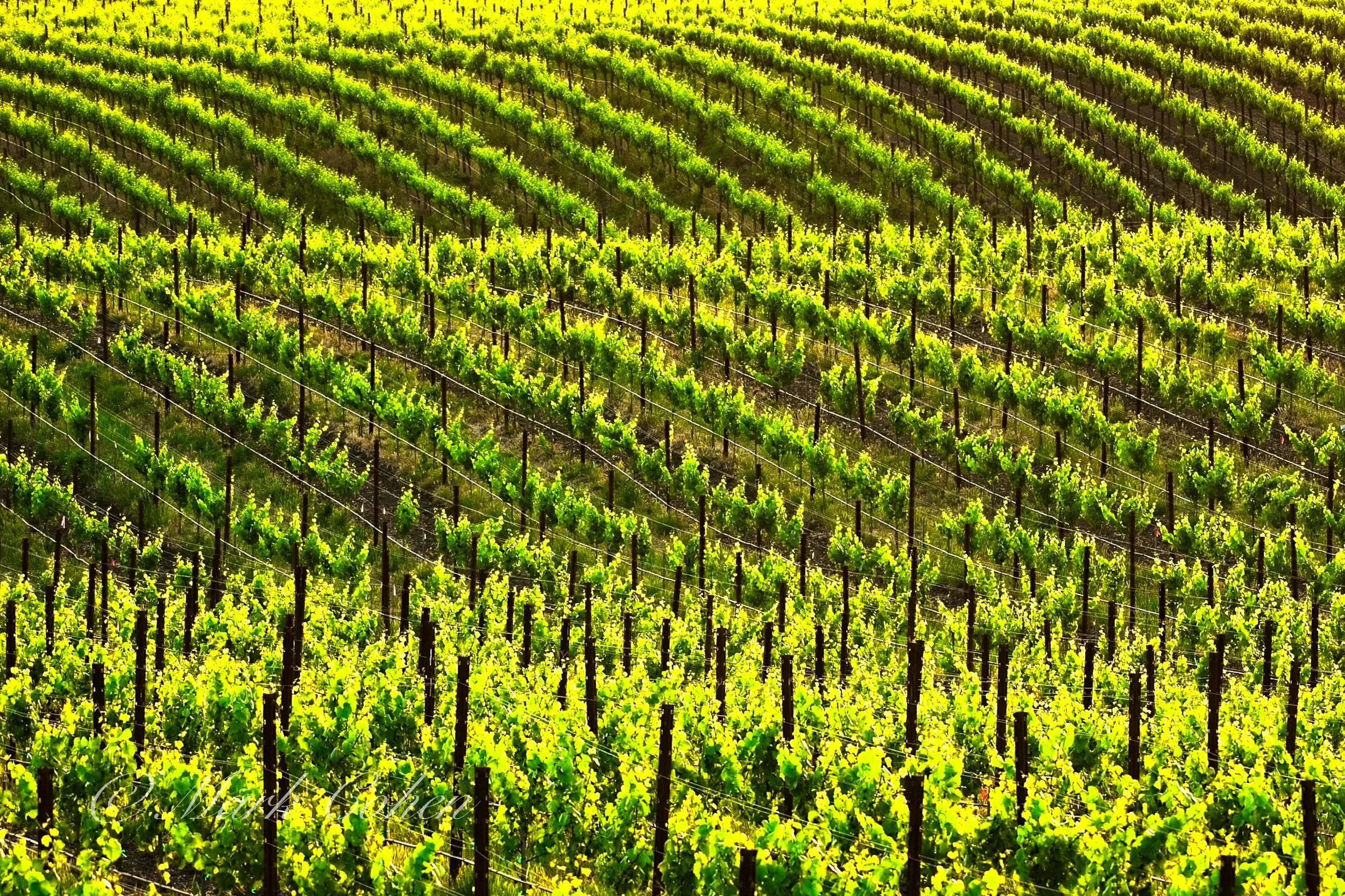 Vineyard, Los Carneros no.5.jpg