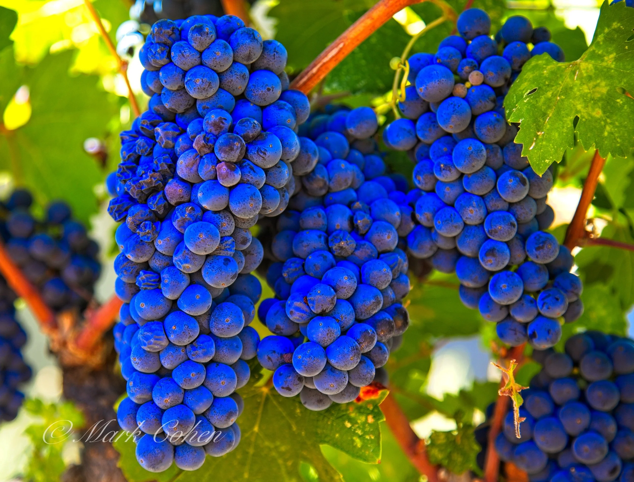 On the vine no.3.jpg