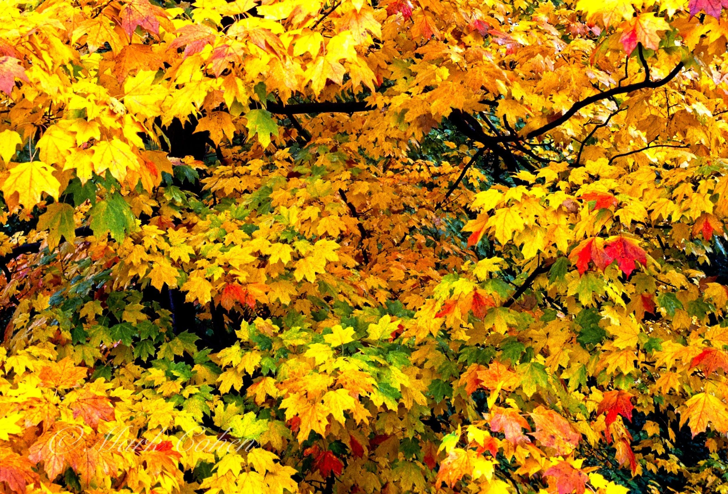 Autumn, Oak Creek.jpg