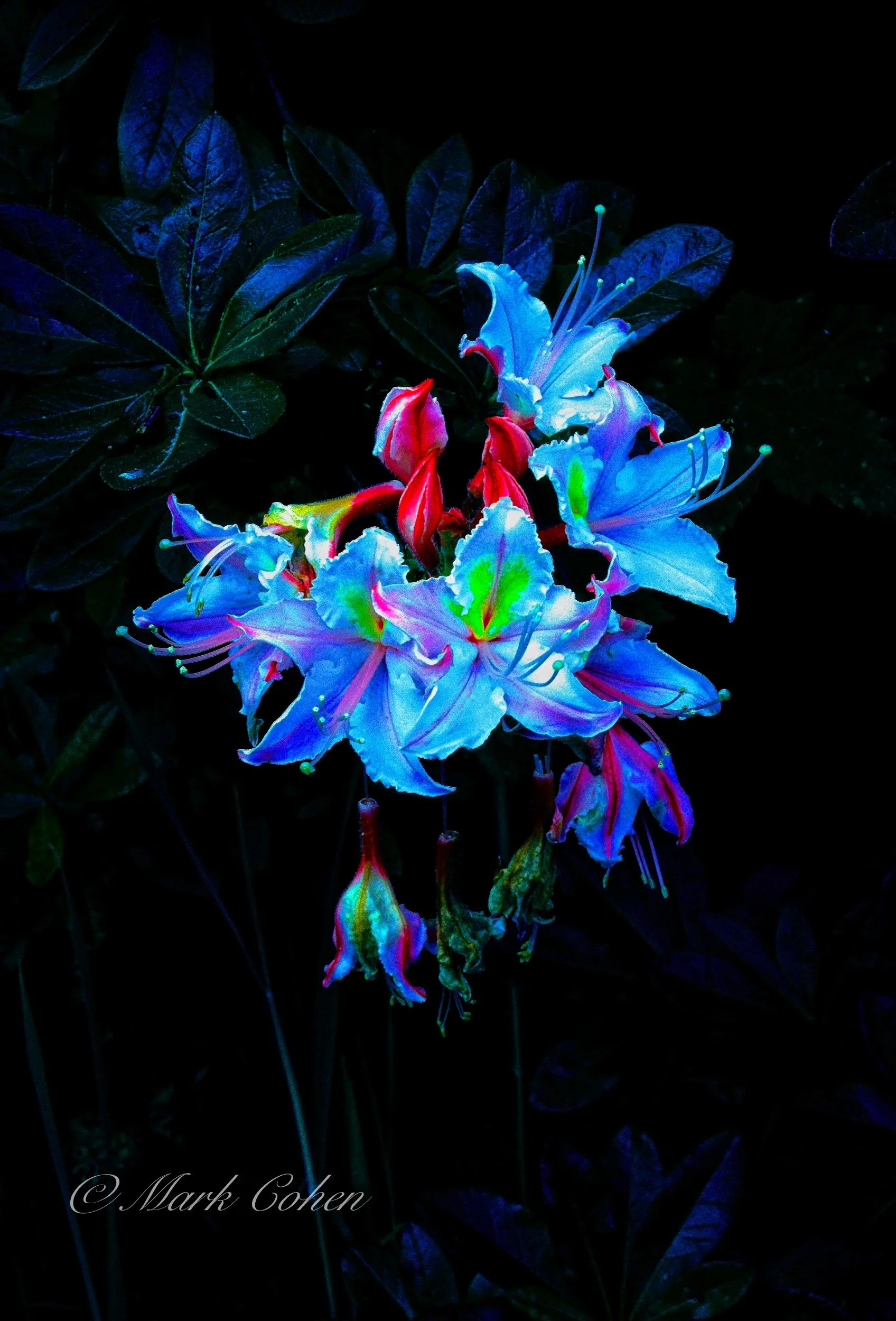 Azalea, McKinleyville.jpg