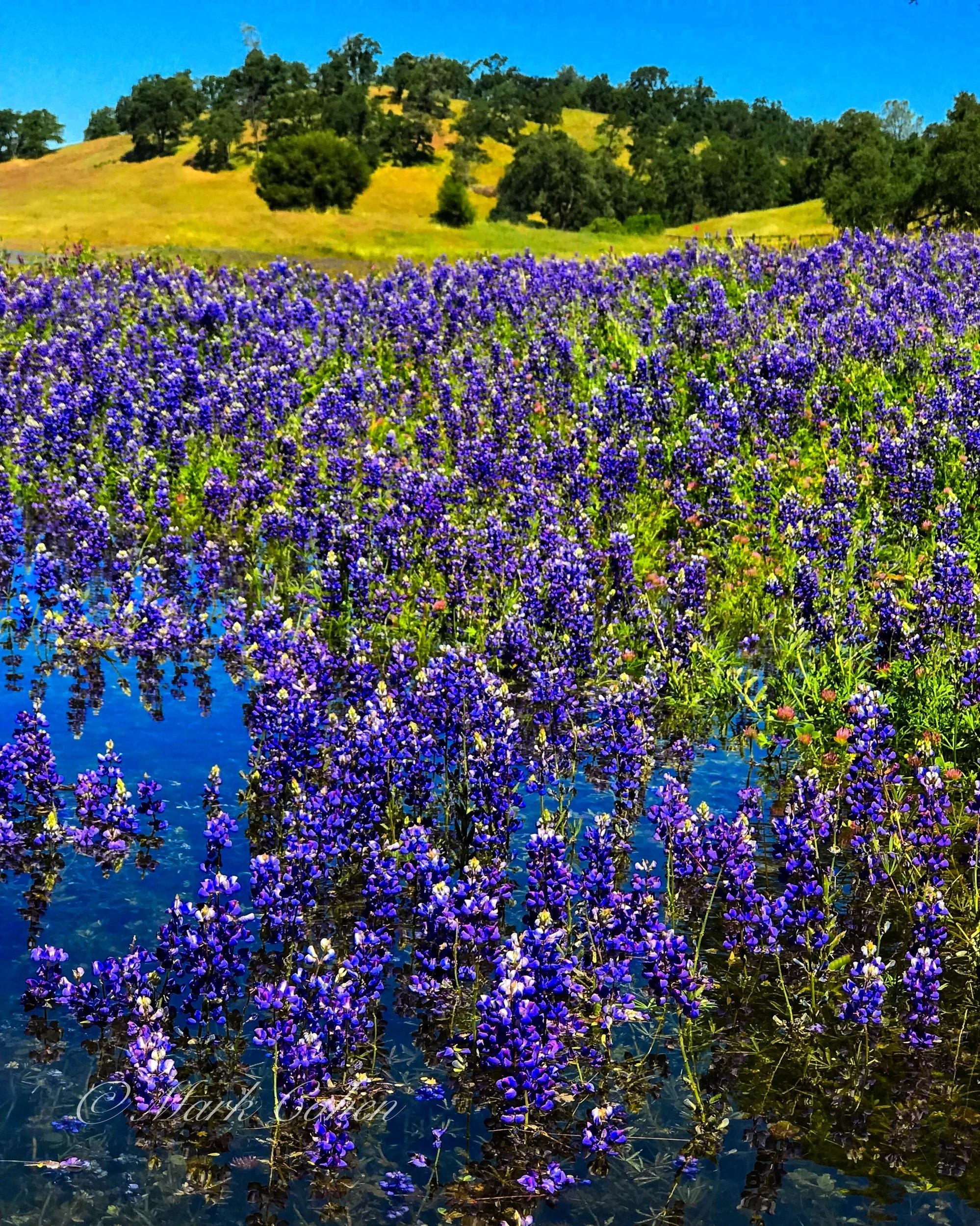 Lupines on the lake .jpg