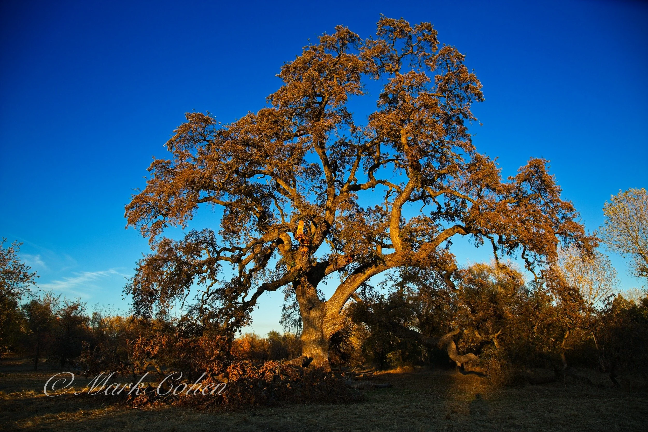 Oak at sunset.jpg