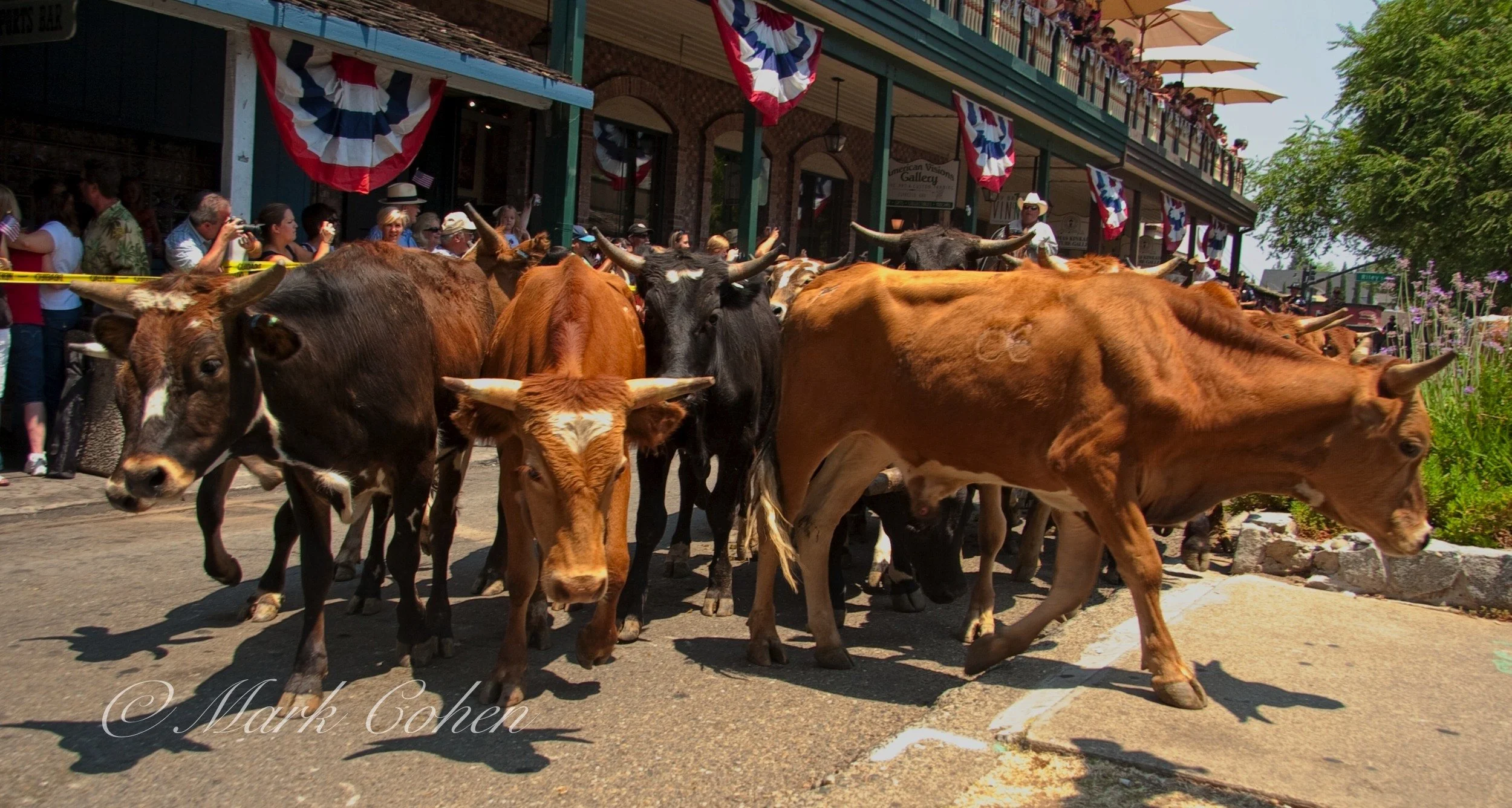 Cattle drive in Folsom.jpg