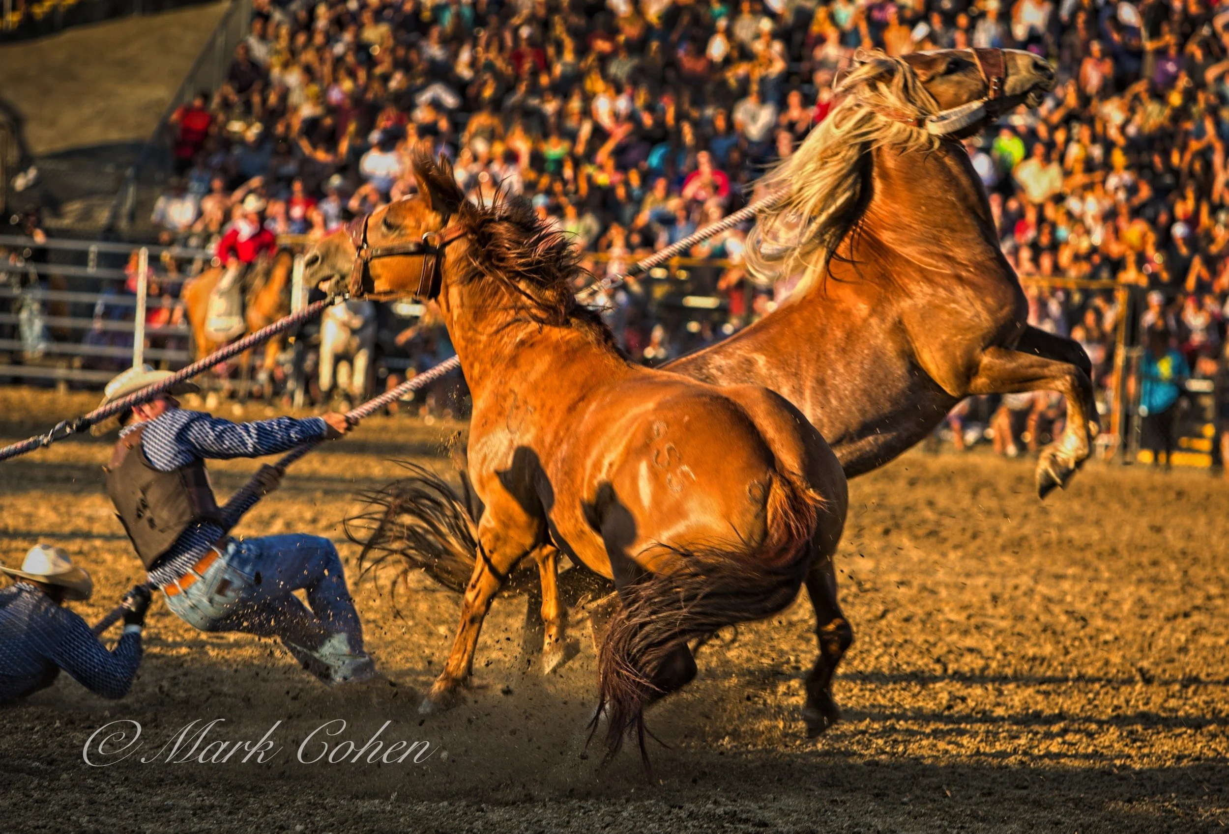 Cowboys and horses .jpg