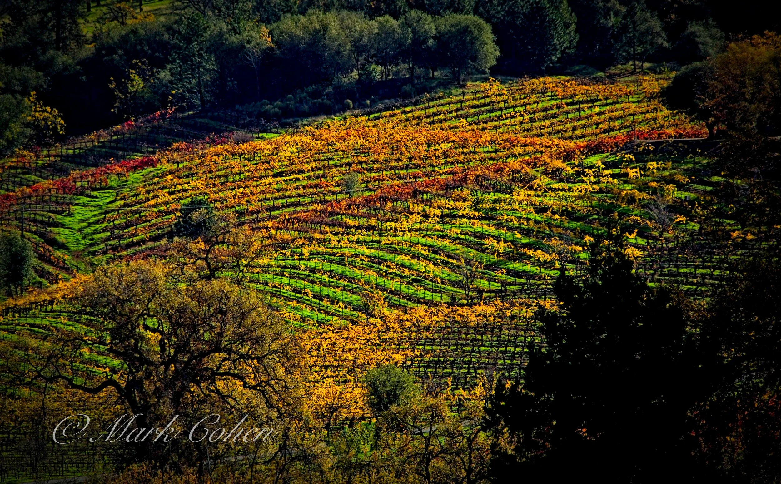 Vineyard, Shenandoah no.18.jpg