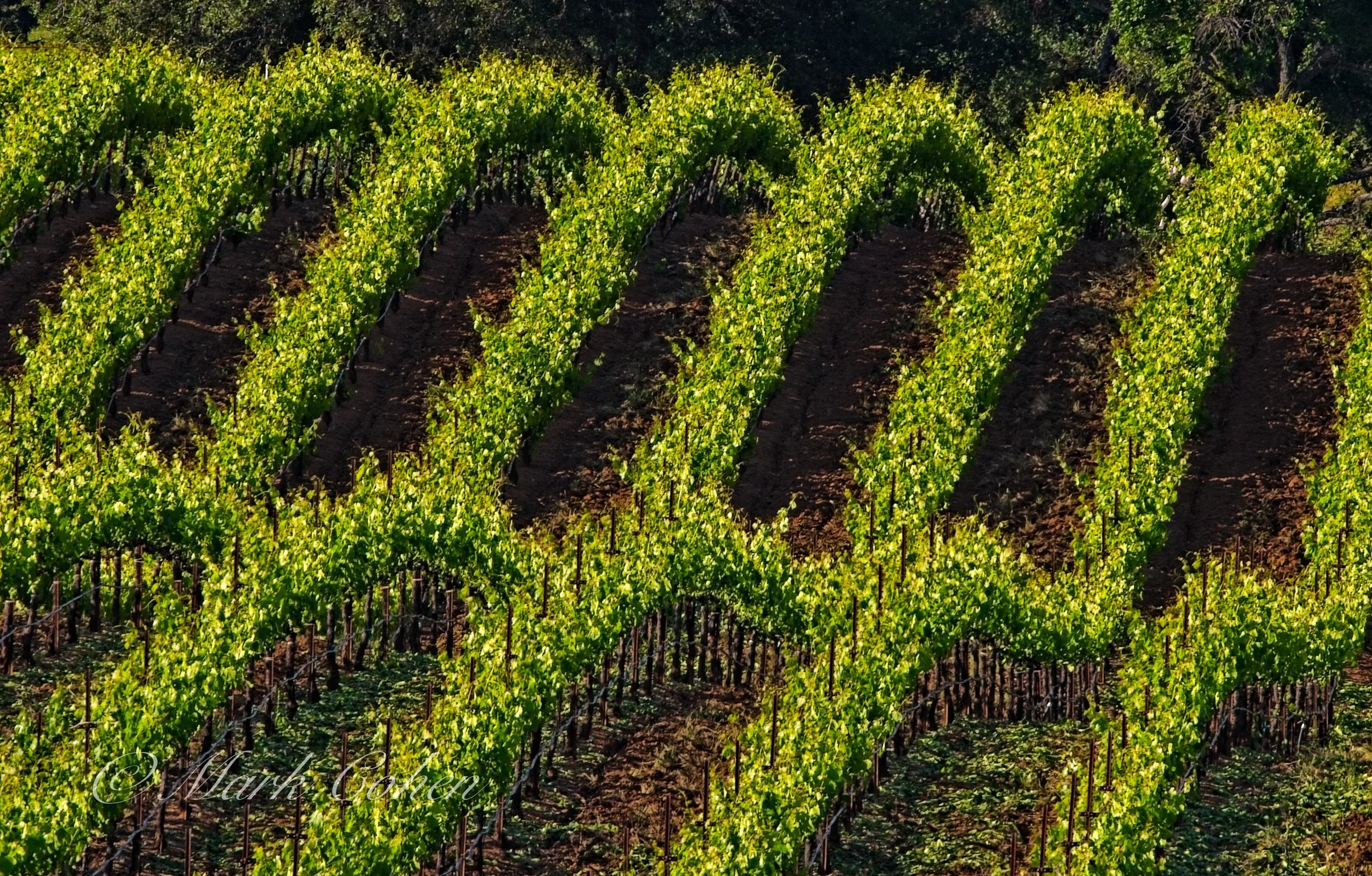 Vineyard, Amador County no.3.jpg
