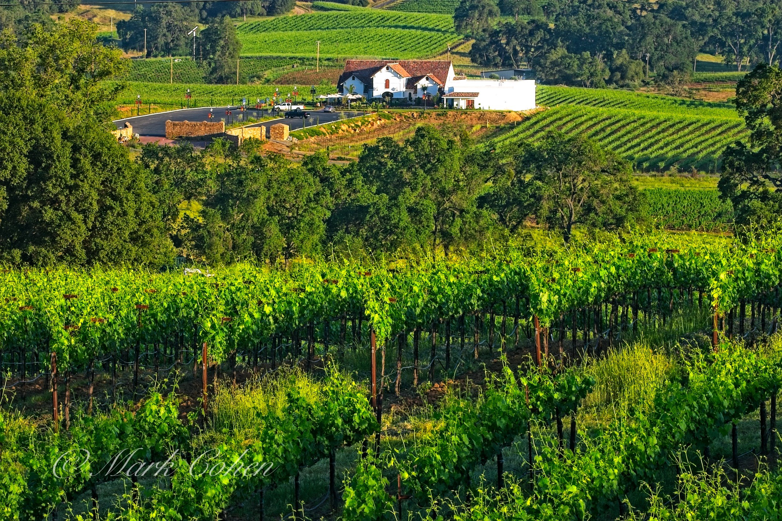 Vineyard, Shenandoah Valley no.6.jpg