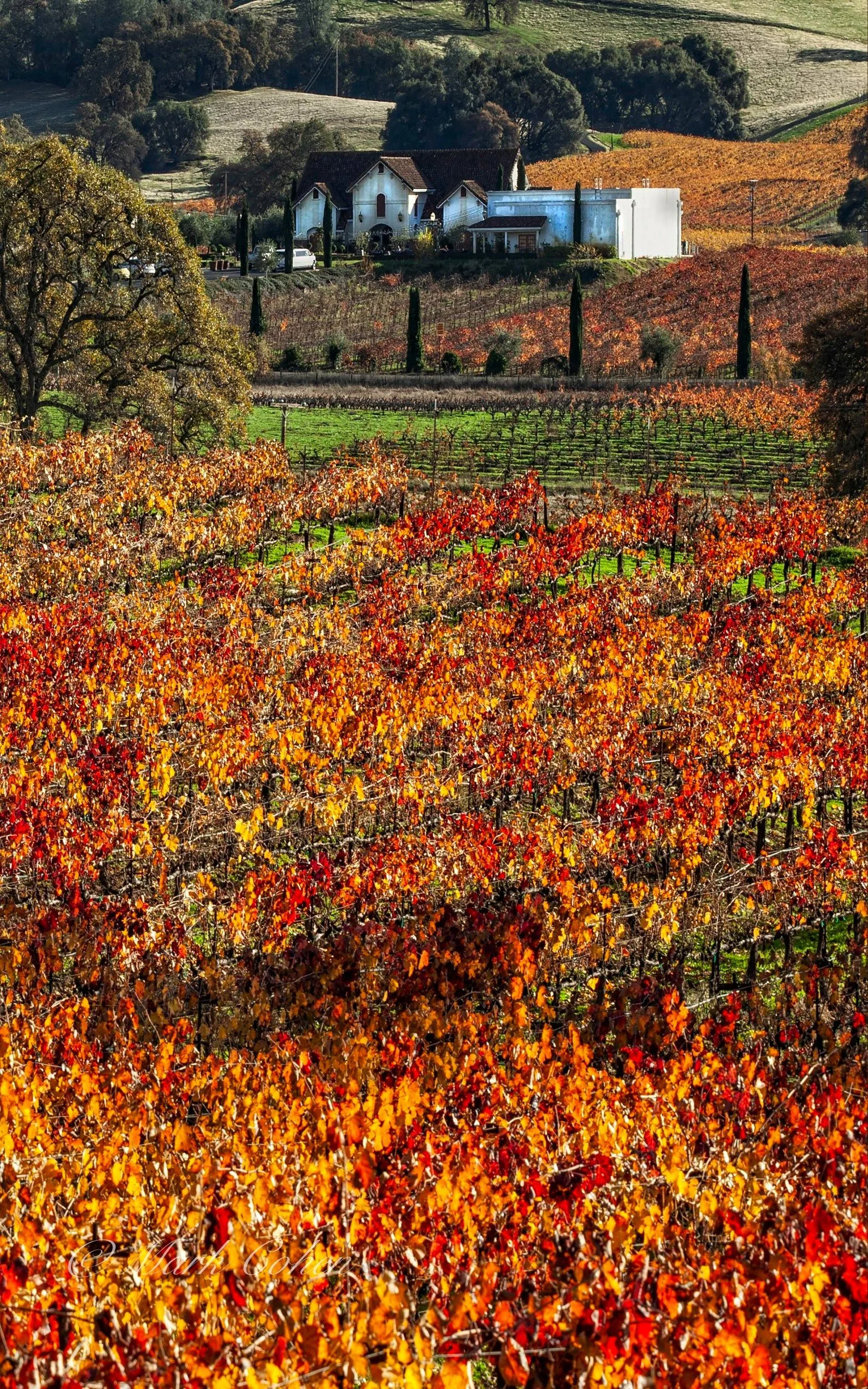 Vineyard, Shenandoah no.15.jpg