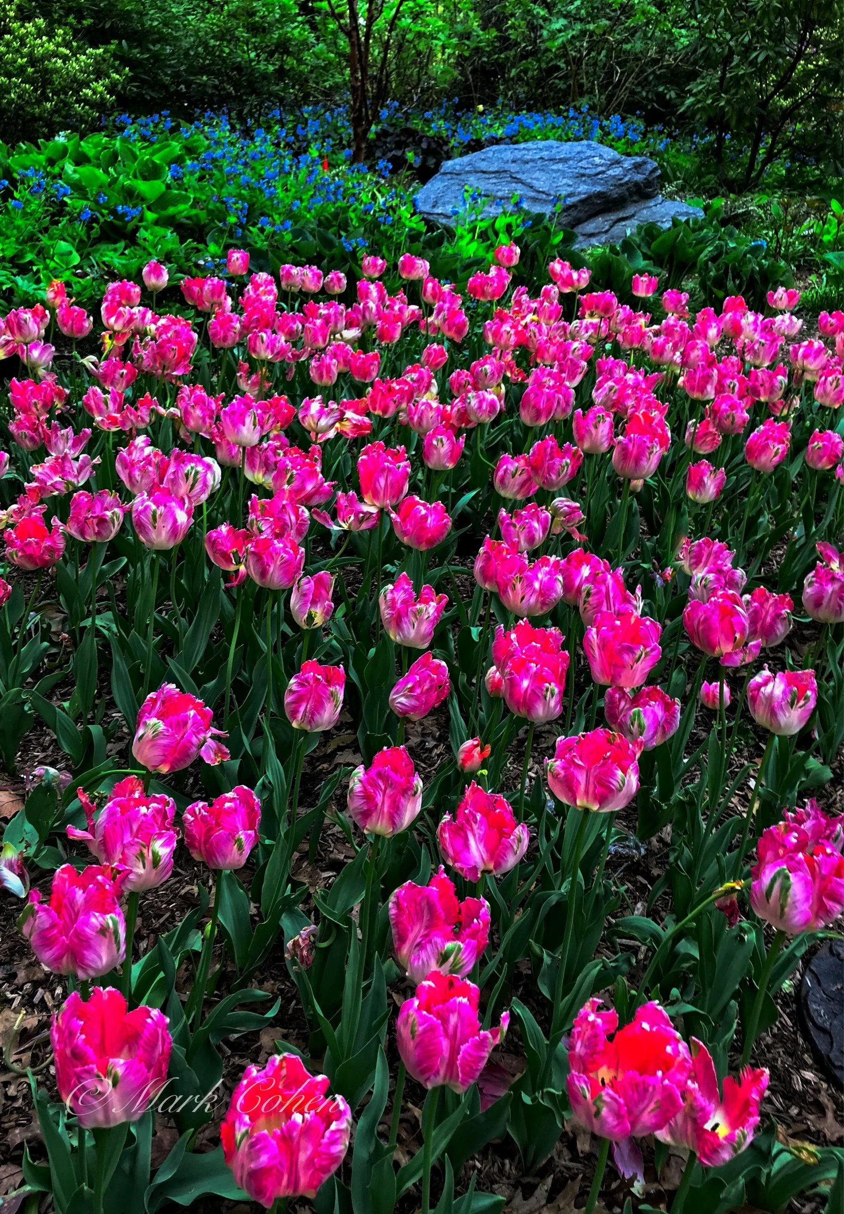 Floral, Central Park.jpg