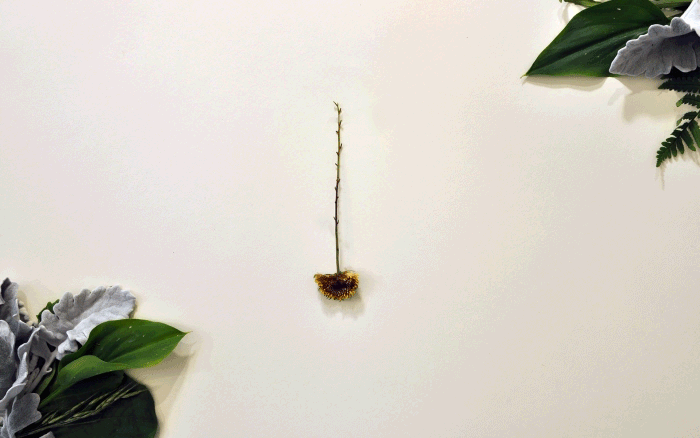 IG_Tree_EarthDay_Post_4.gif