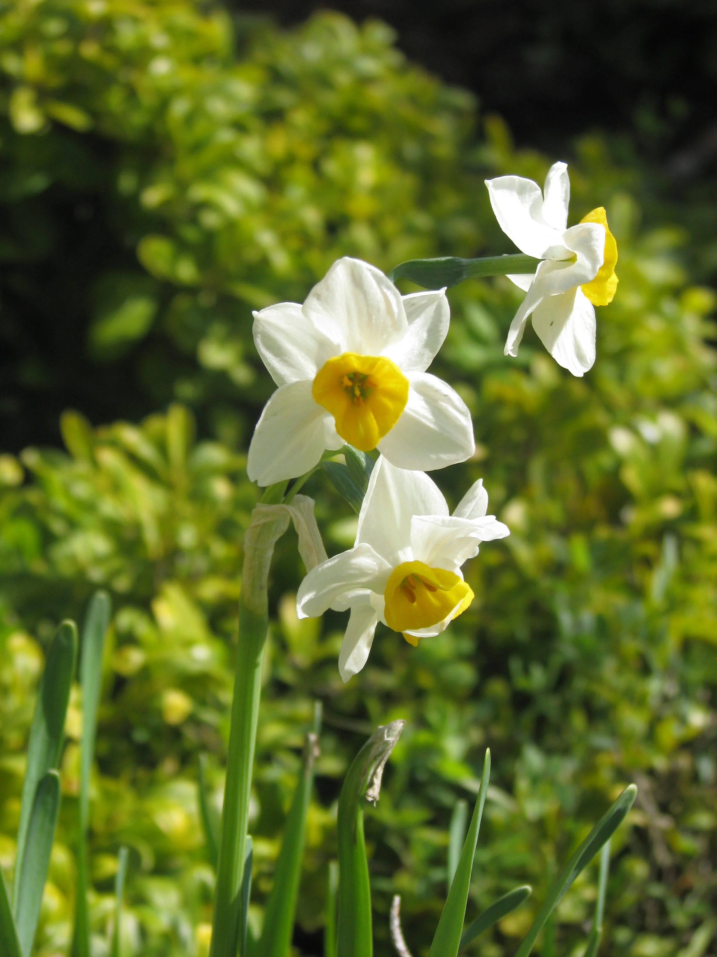 narcissus.jpg