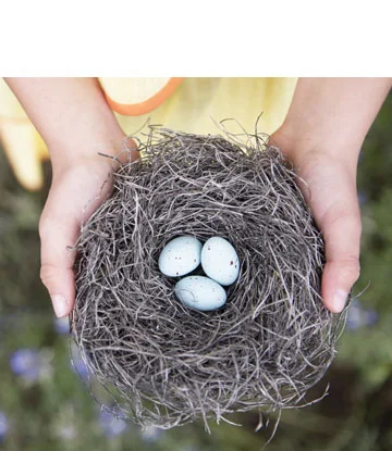 bha_web_eggs_in_nest_approach page.jpg