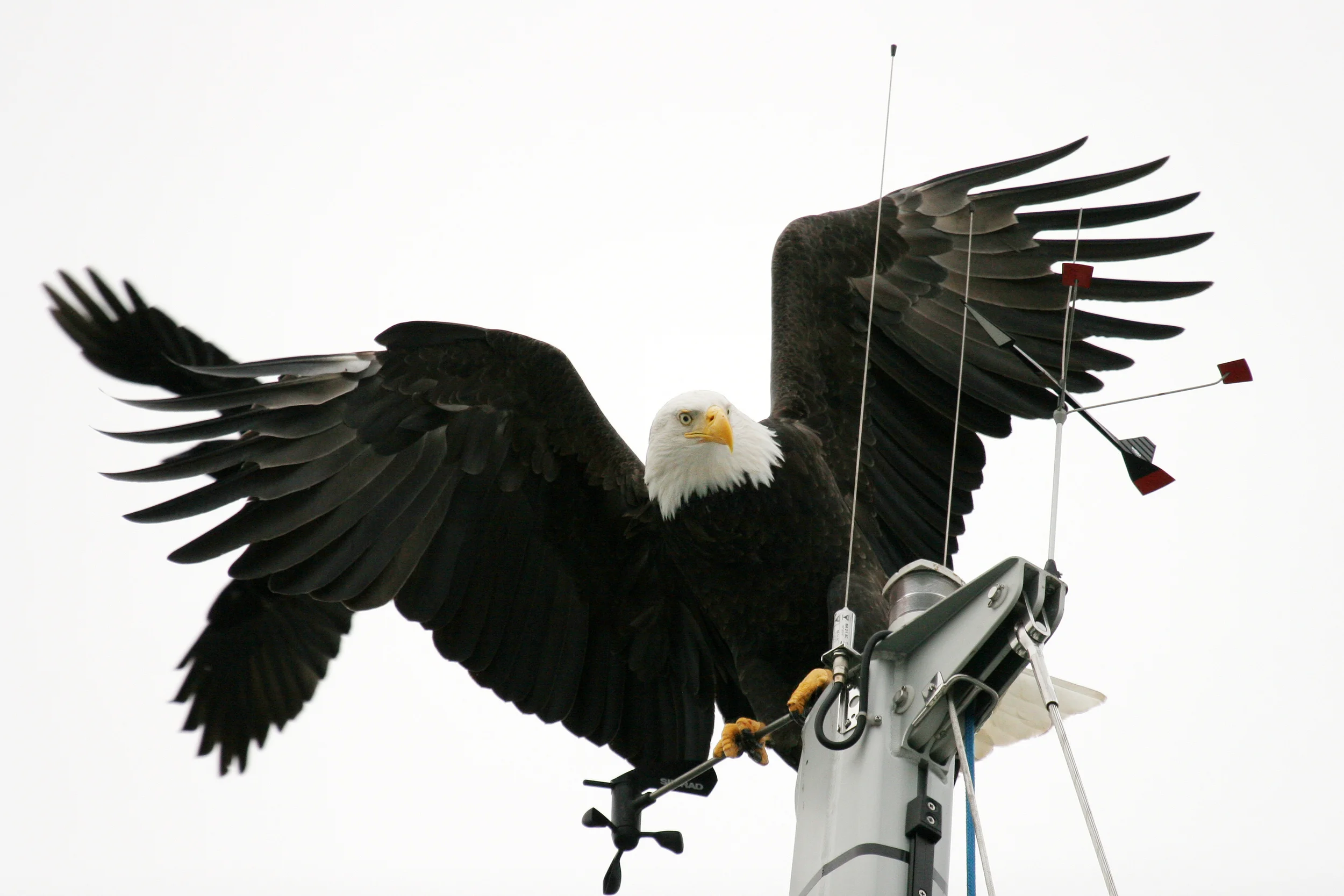 Eagledec12x18.jpg