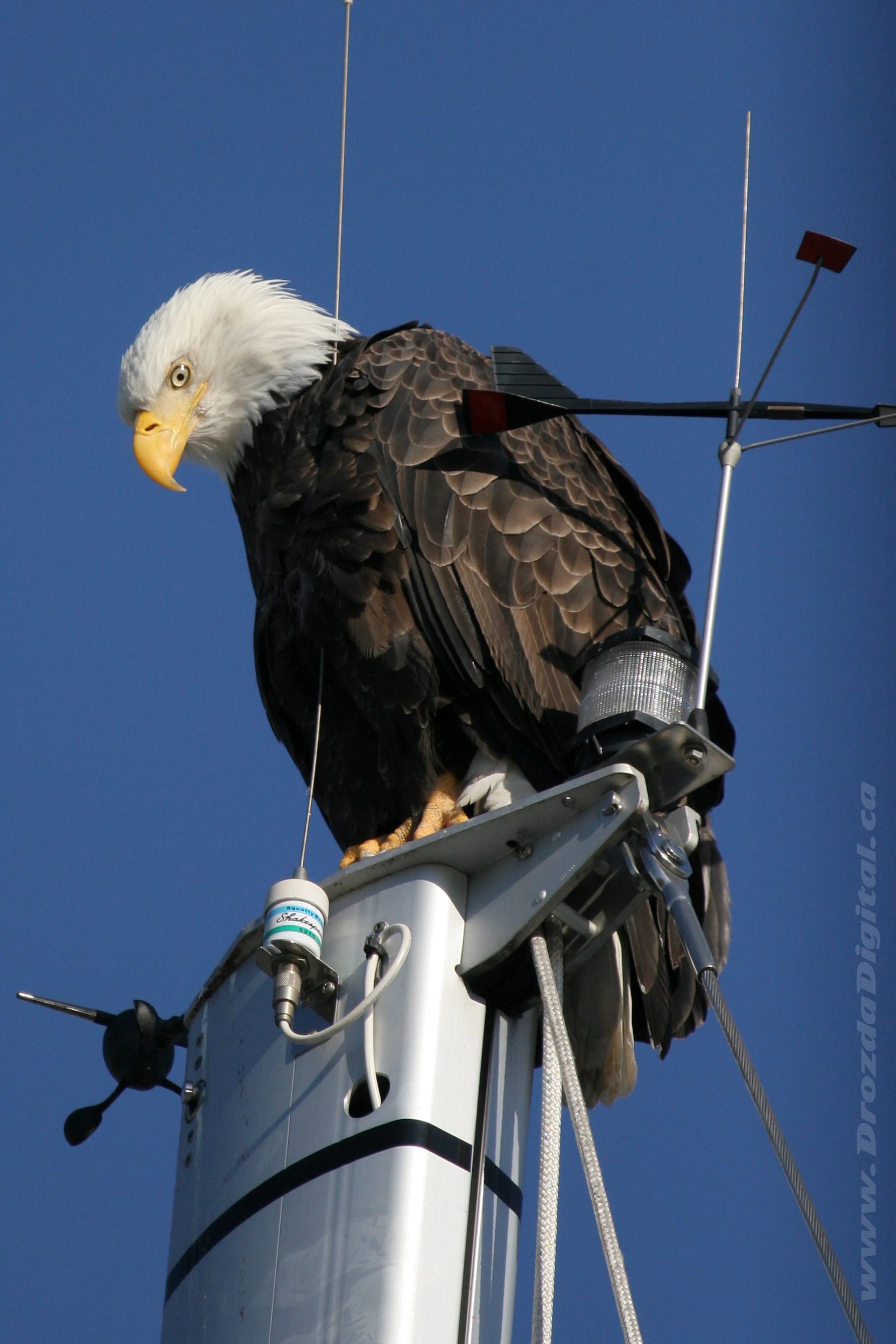 eagleIMG_0337 copy.jpg