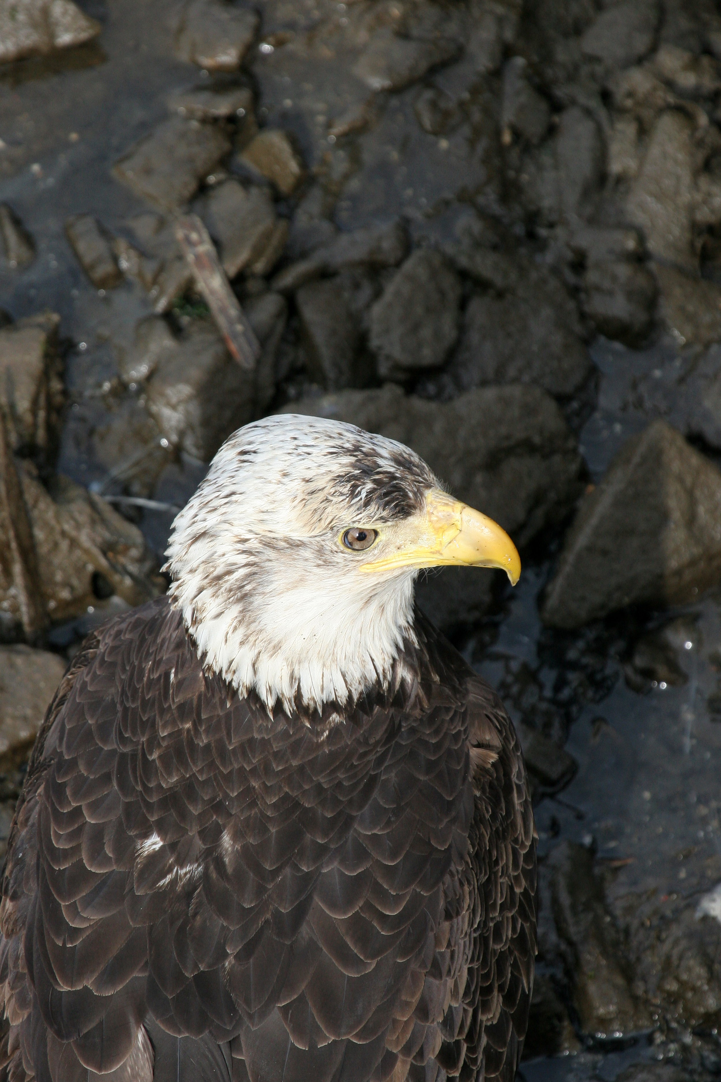 IMG_6799.jpg