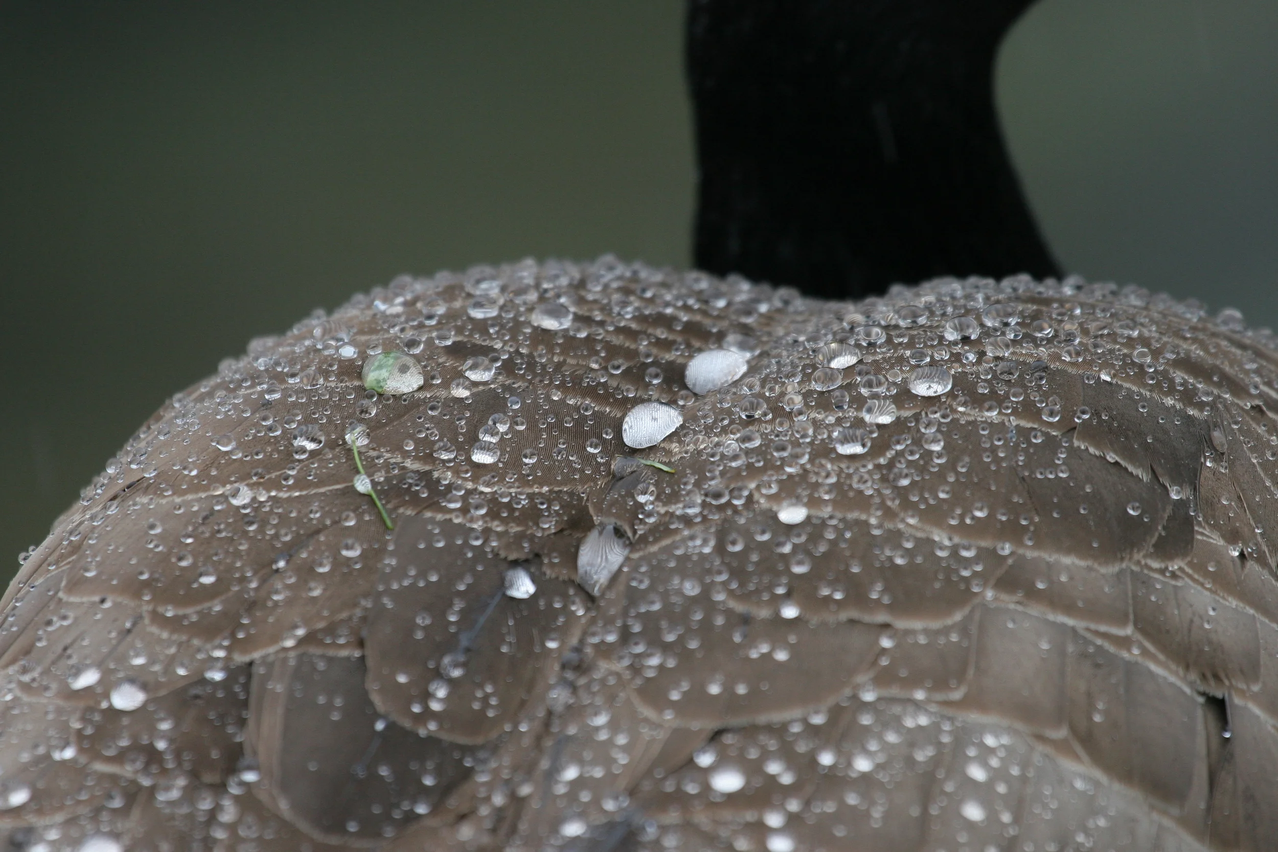 Goose0933.jpg