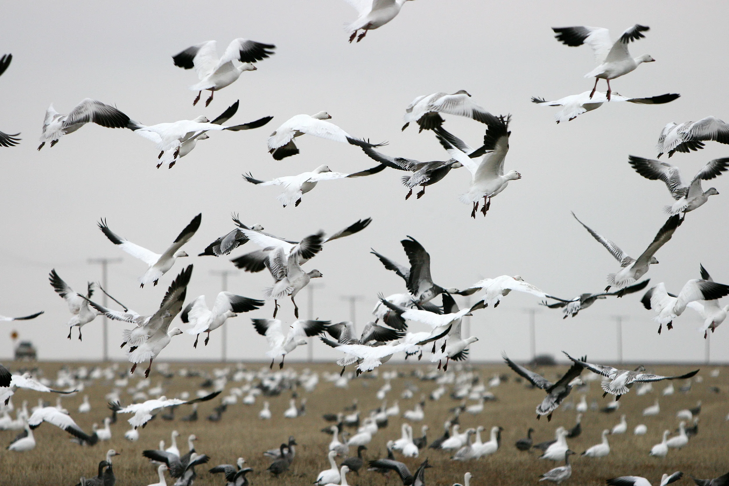 Snow Geese