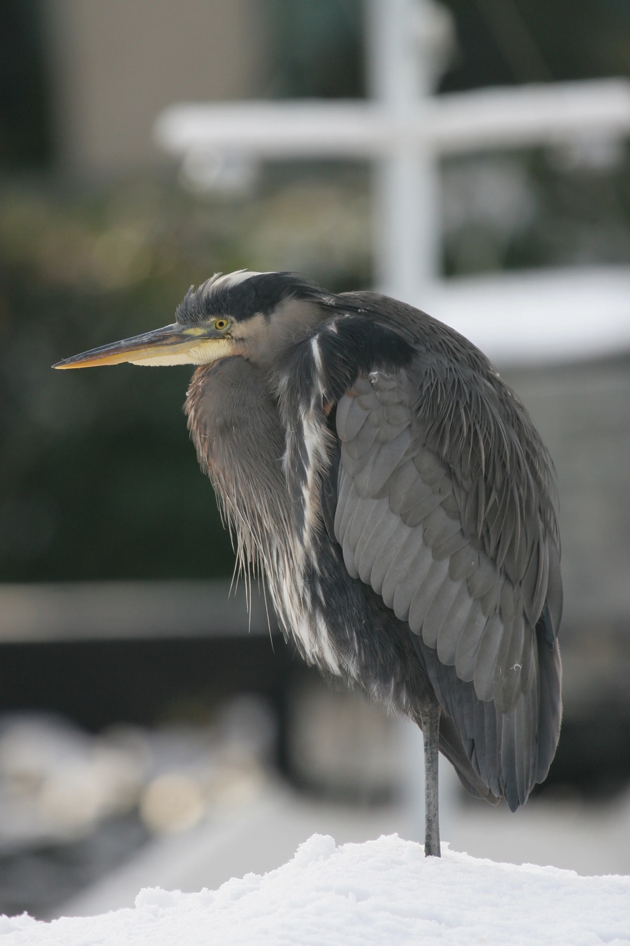Great Blue Heron