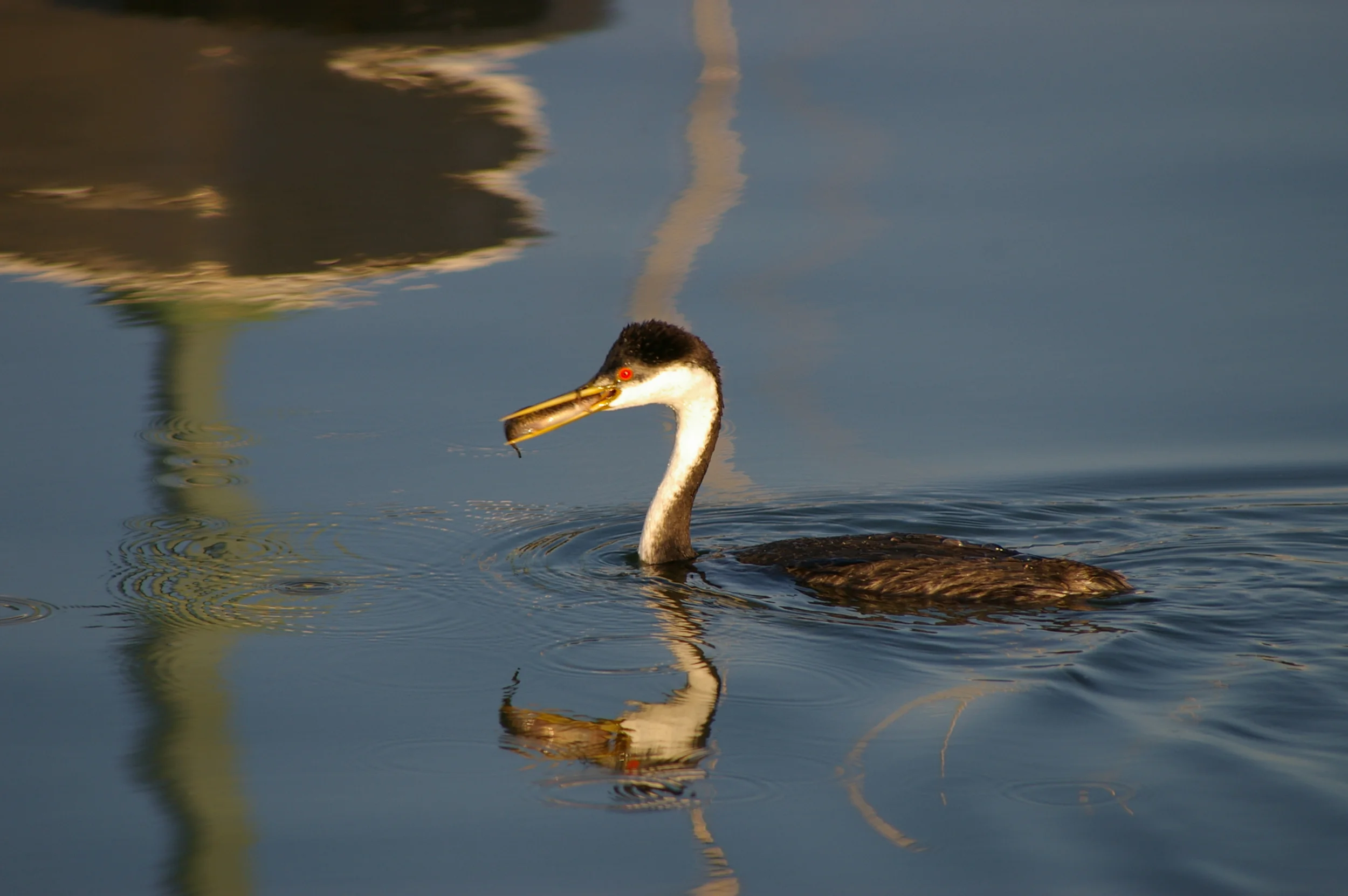 Western Grebe
