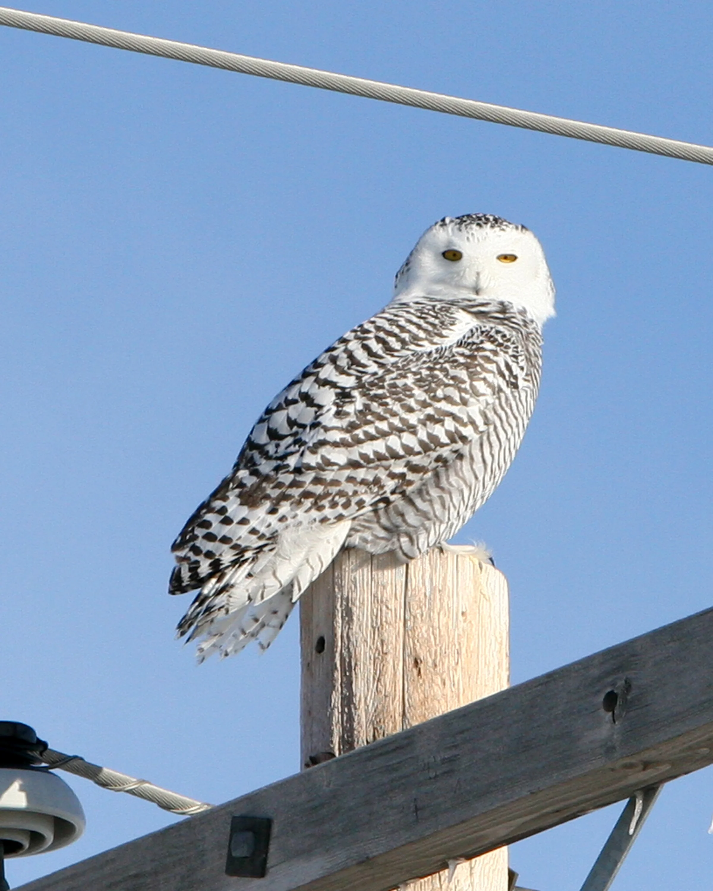 Snowy Owl