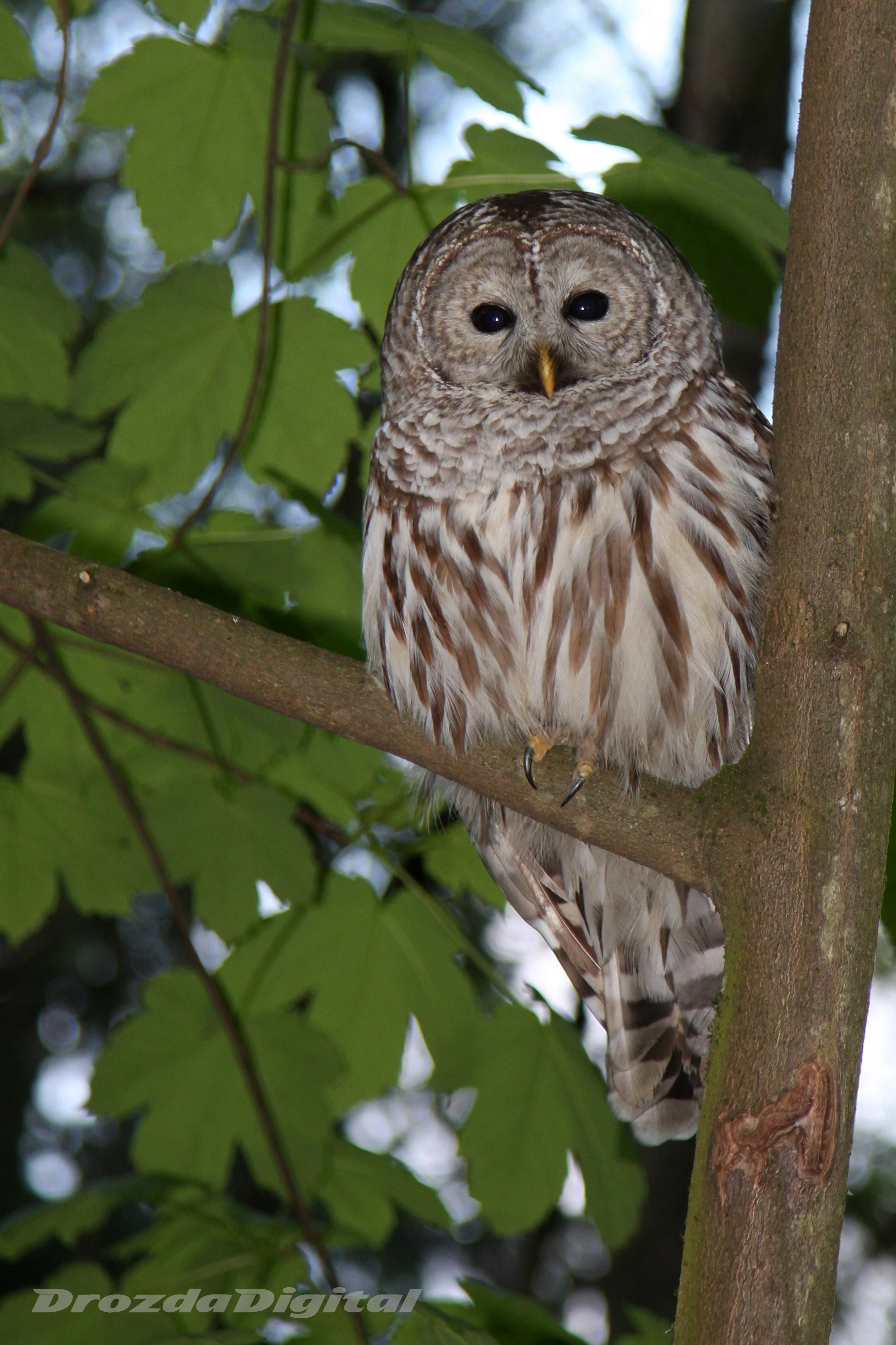 Barred Owl