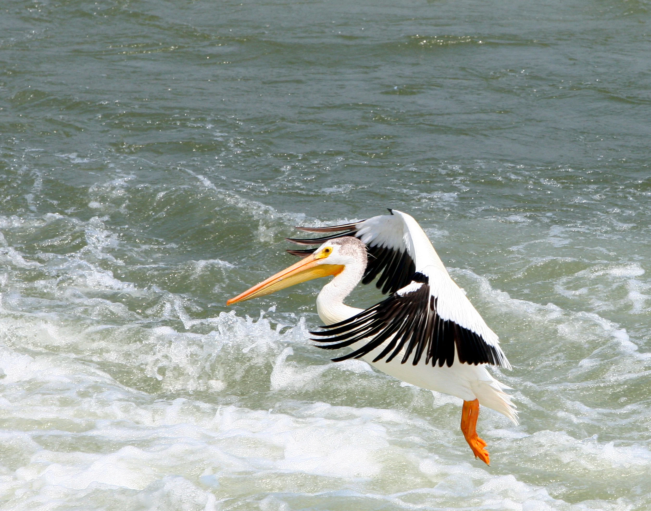 White Pelican