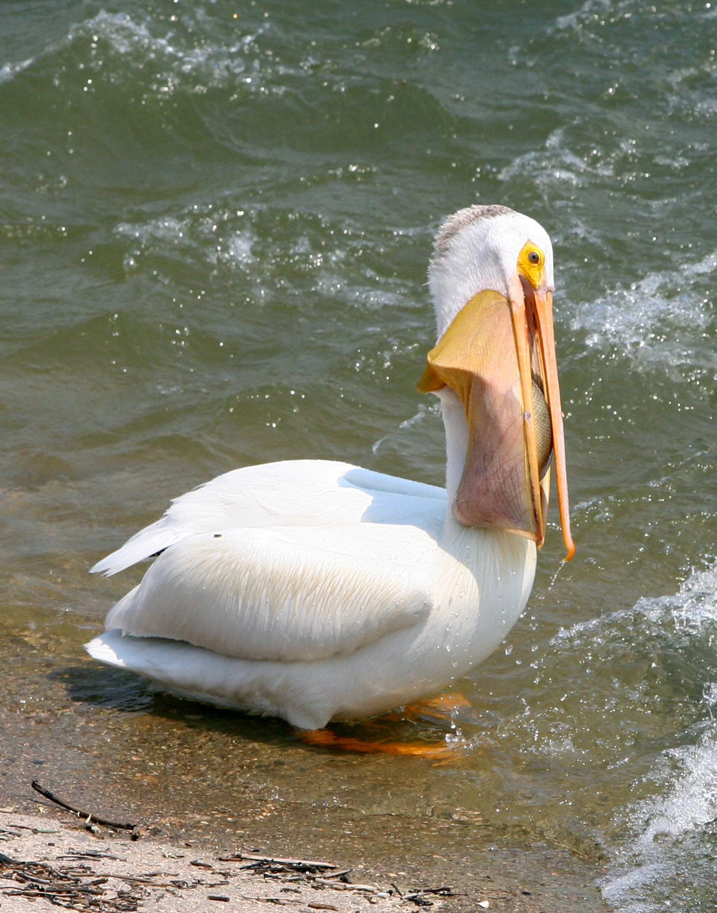 pelican12.jpg