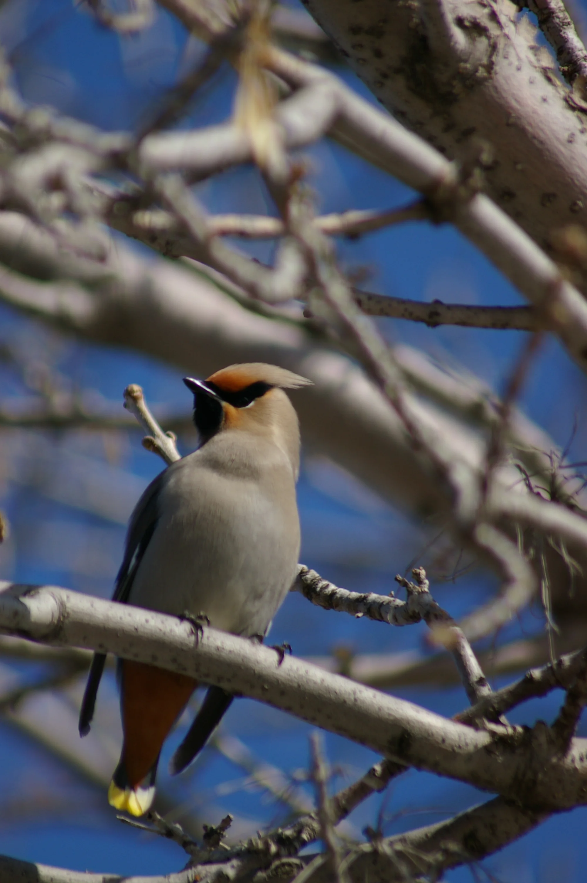 Bohemian Waxwing