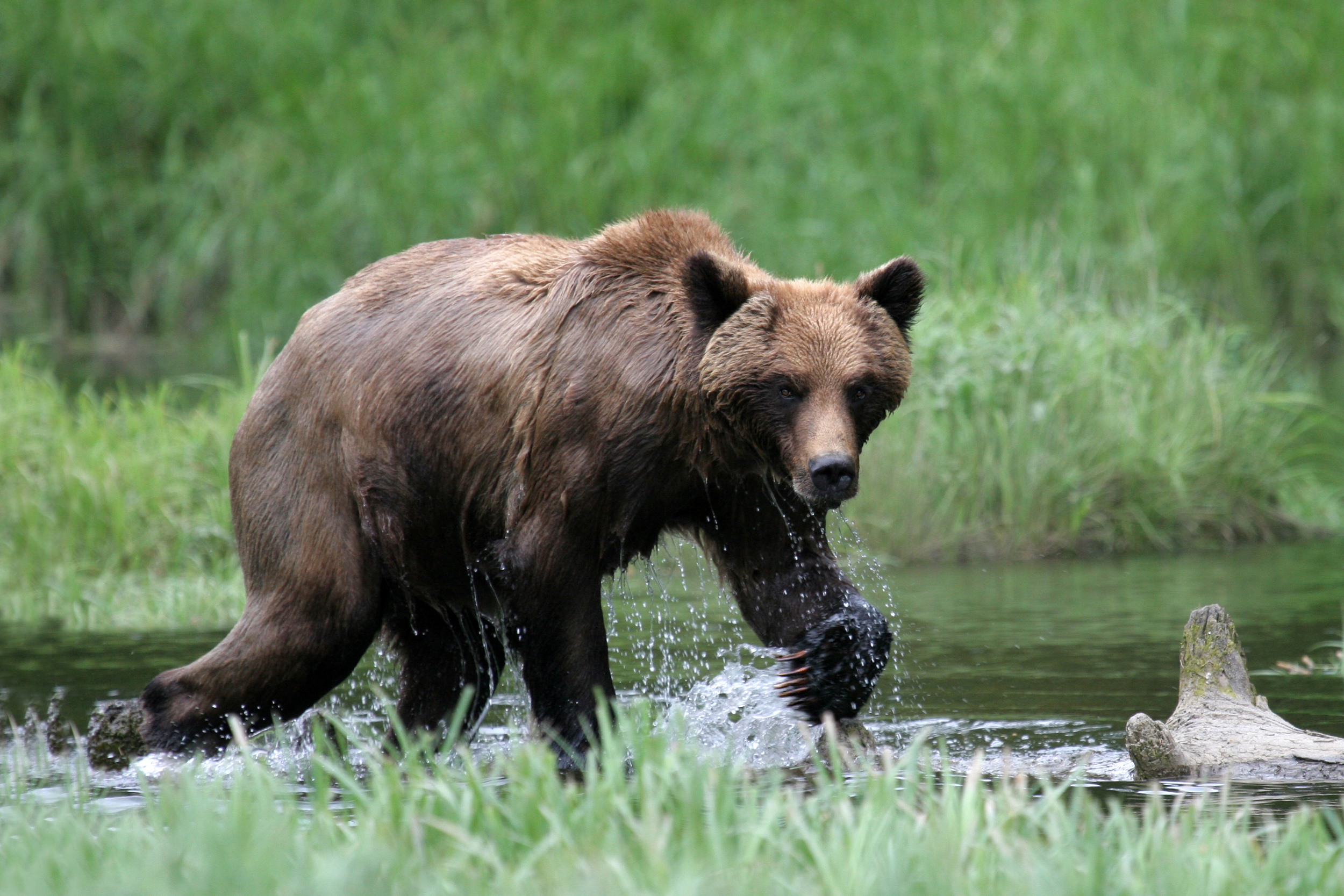 Grizzley Bear