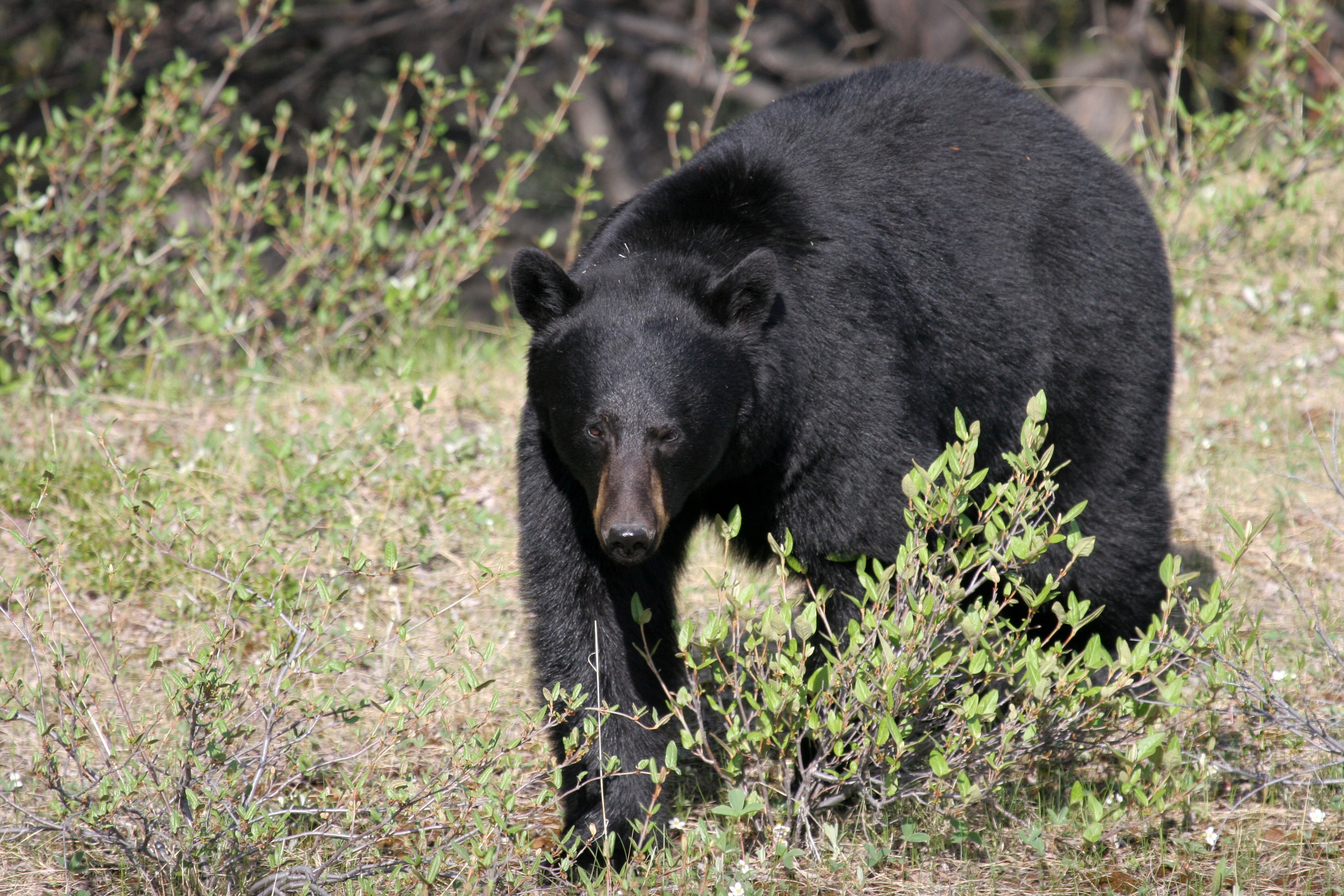 Black Bear
