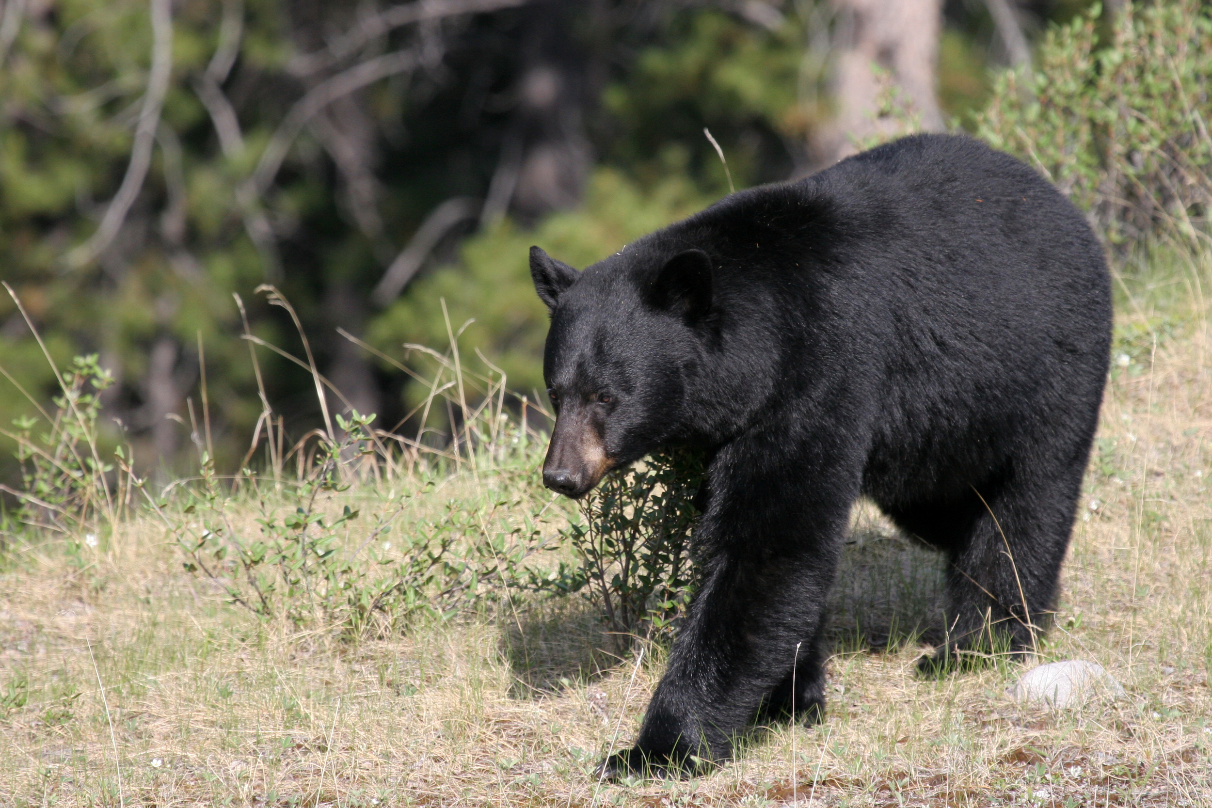 Black Bear