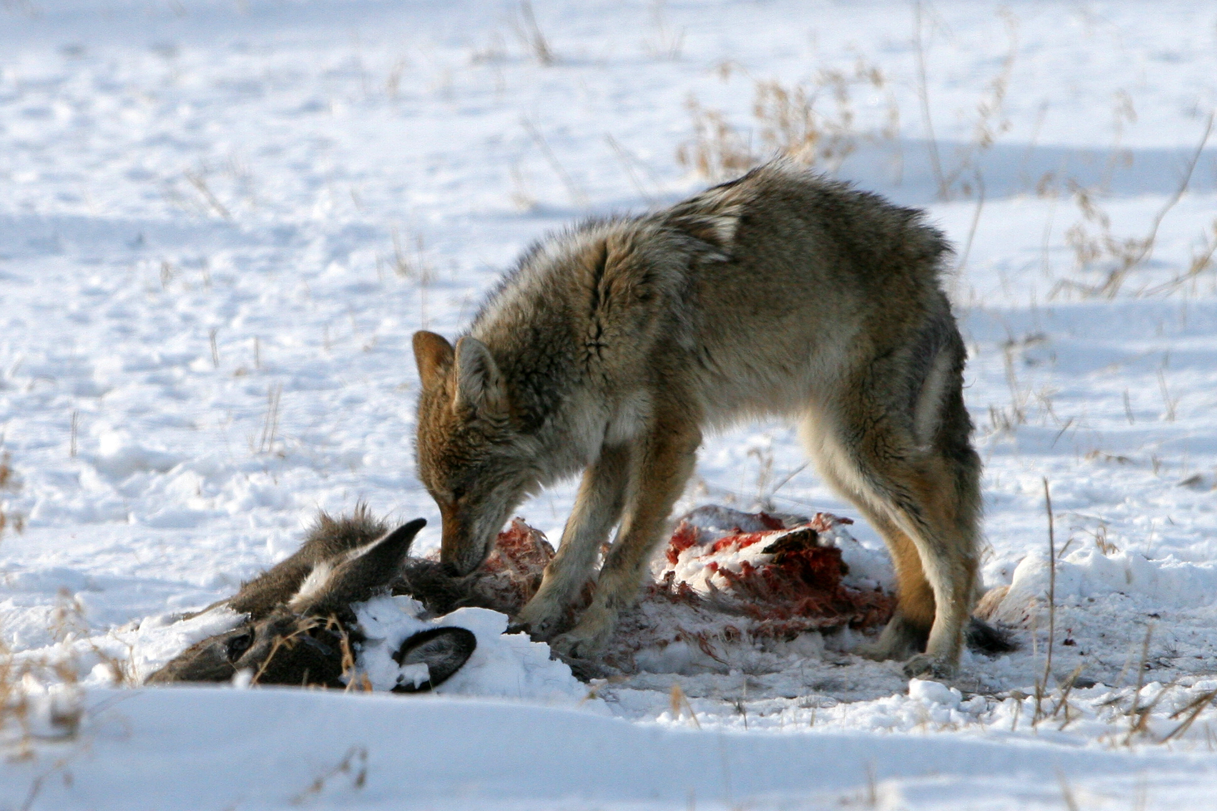 Coyote and Roadkill