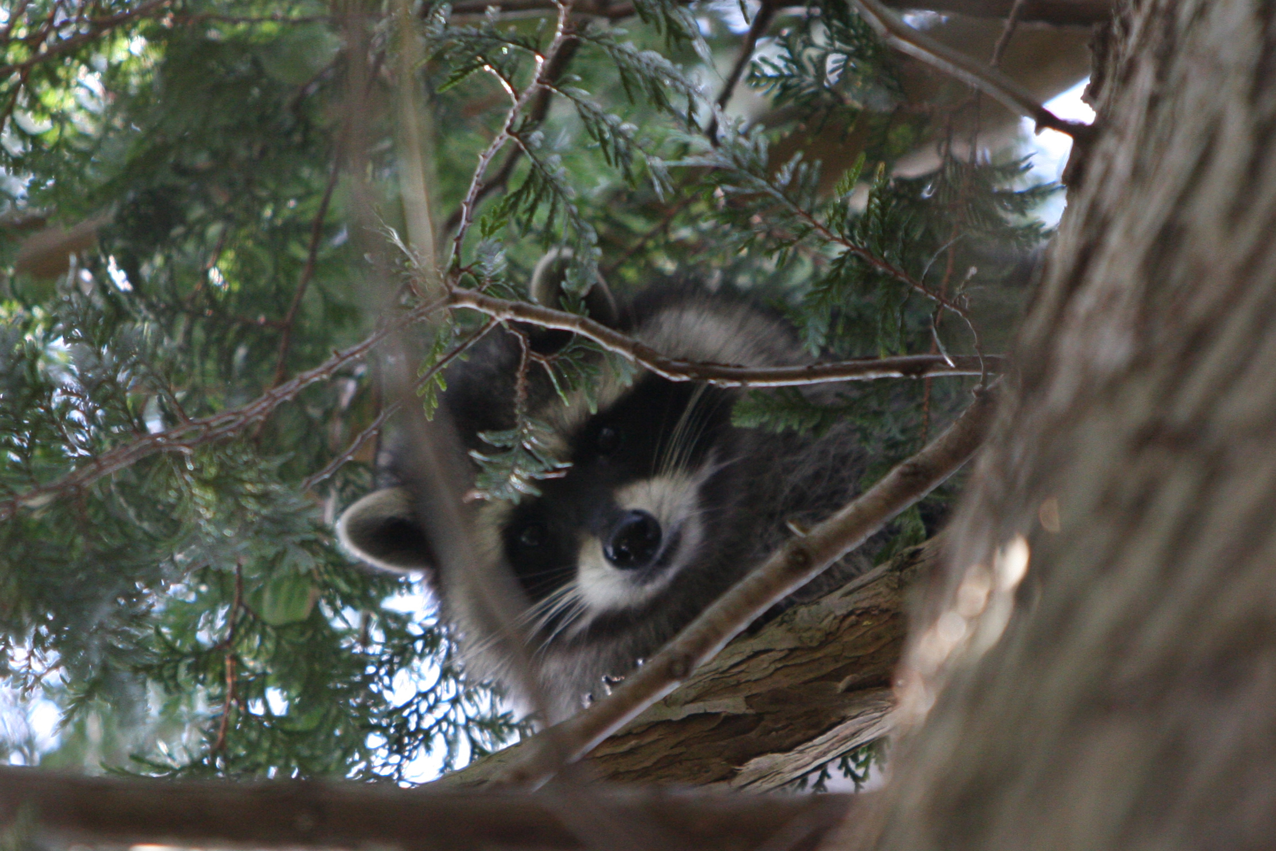 Raccoon