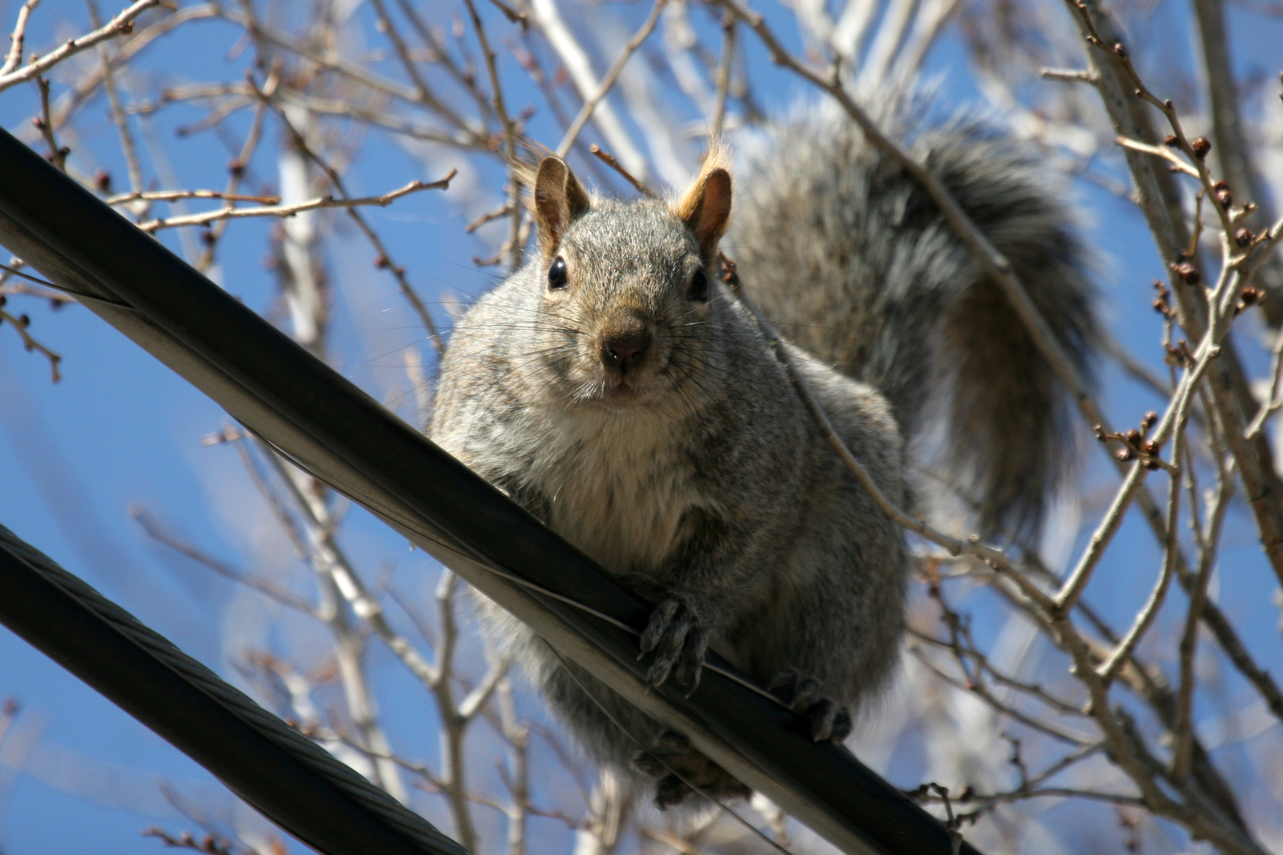 Grey Squireel